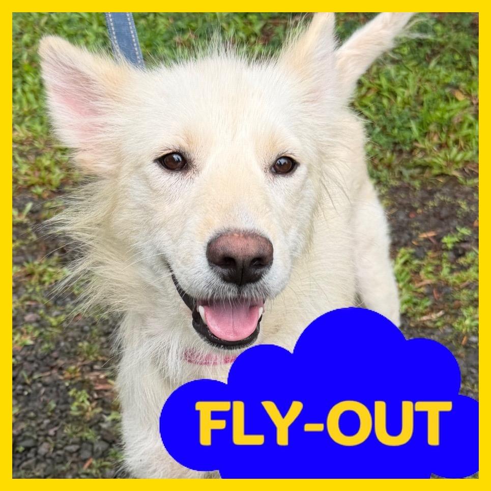 Hokulani, Adoptable, Adult Female Mixed Breed.