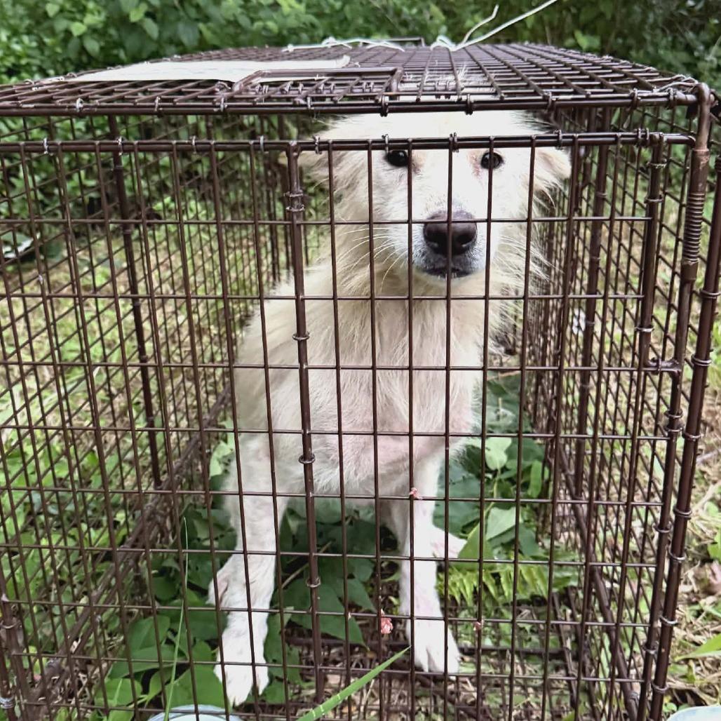 Hokulani, Adoptable, Adult Female Mixed Breed.