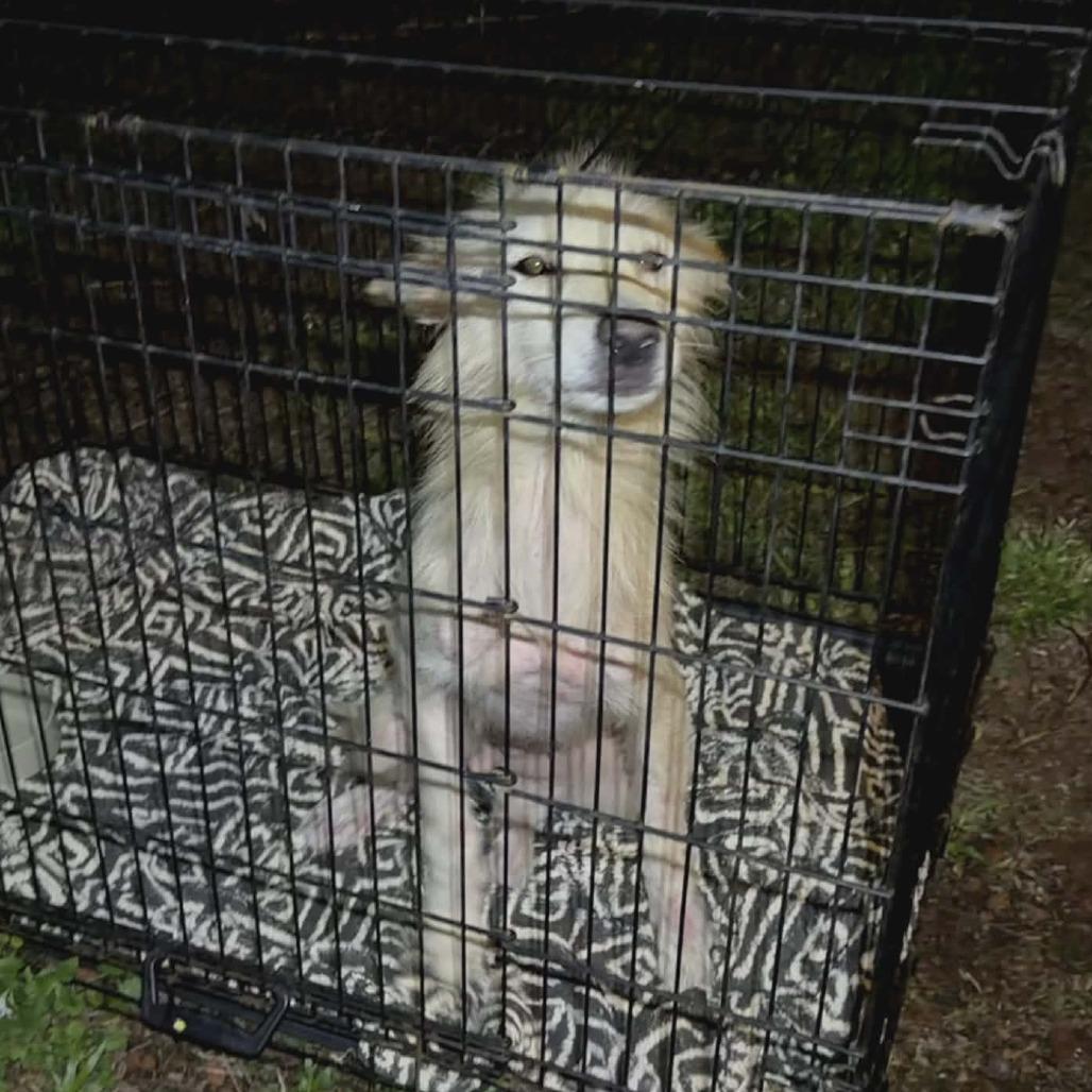 Enlarge Hokulani, a Adoptable Mixed Breed in Volcano, HI image 2/6