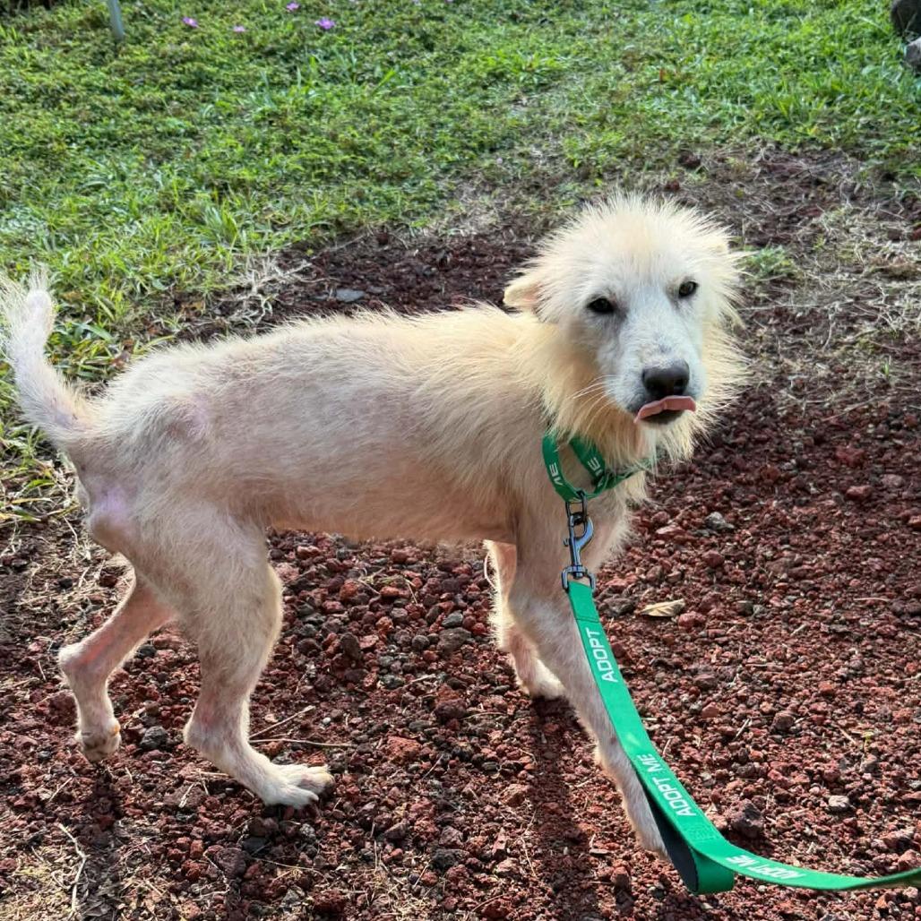 Enlarge Hokulani, a Adoptable Mixed Breed in Volcano, HI image 3/6
