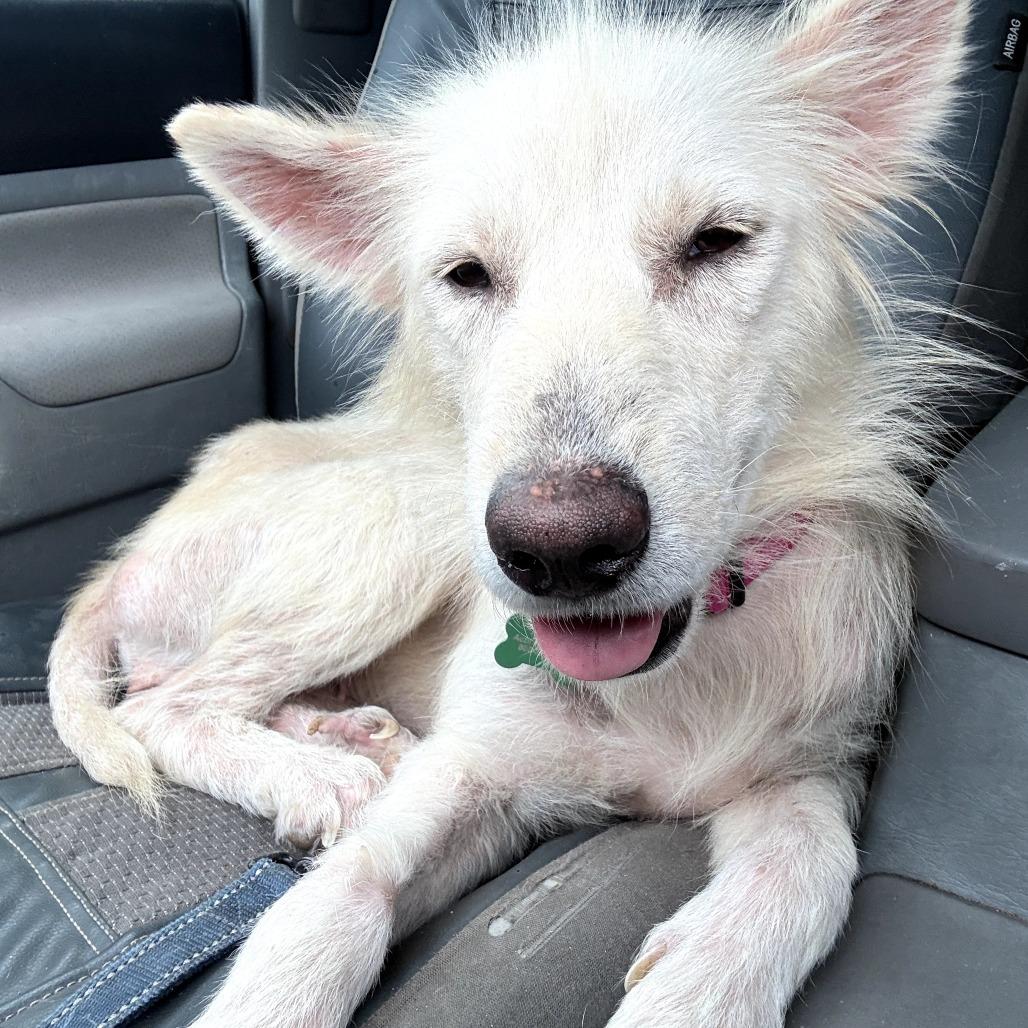 Enlarge Hokulani, a Adoptable Mixed Breed in Volcano, HI image 4/6