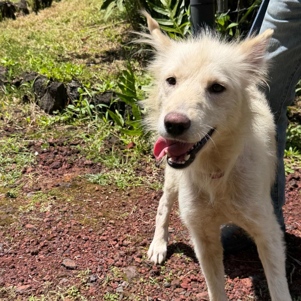 Enlarge Hokulani, a Adoptable Mixed Breed in Volcano, HI image 2/6