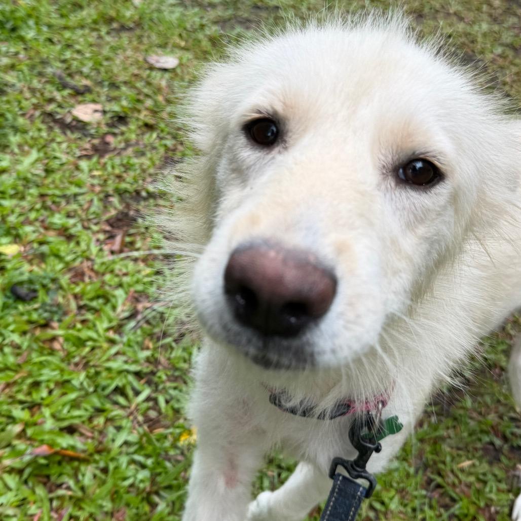 Enlarge Hokulani, a Adoptable Mixed Breed in Volcano, HI image 3/6
