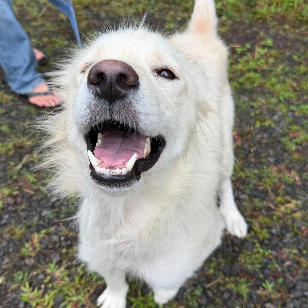 Enlarge Hokulani, a Adoptable Mixed Breed in Volcano, HI image 4/6