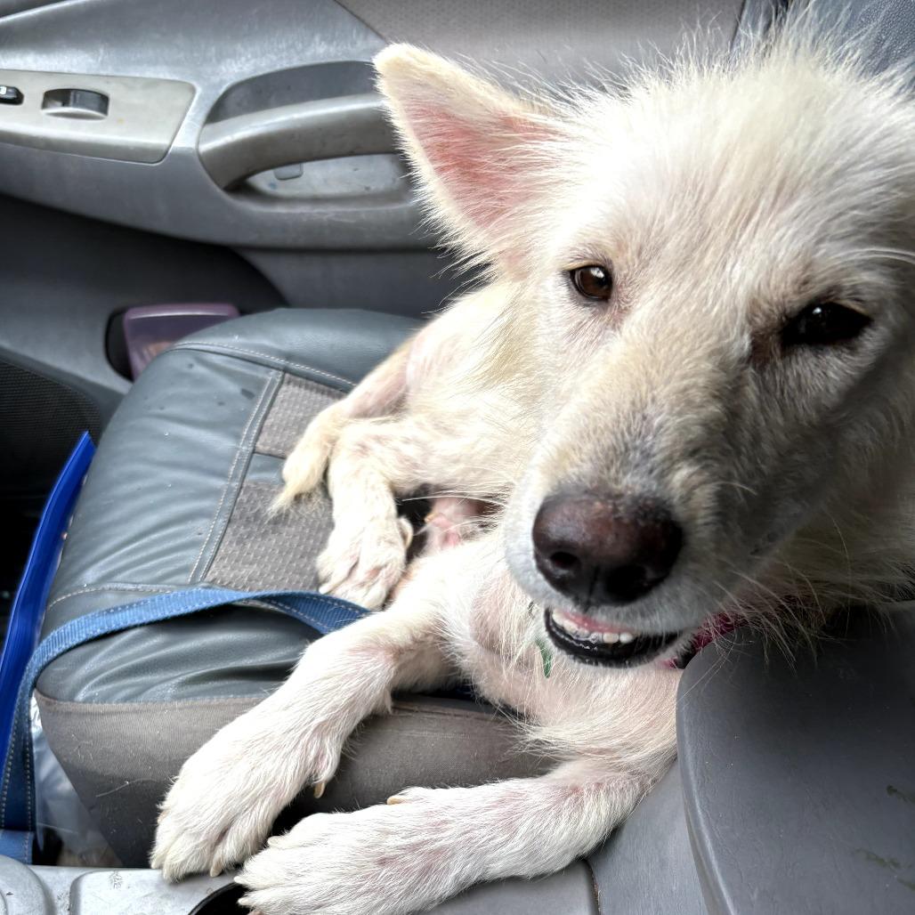 Enlarge Hokulani, a Adoptable Mixed Breed in Volcano, HI image 5/6