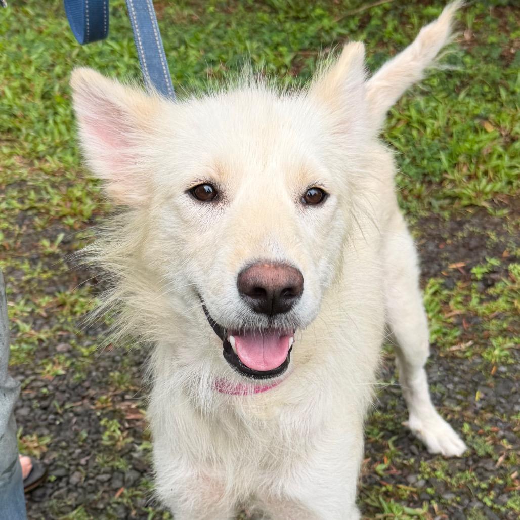 Enlarge Hokulani, a Adoptable Mixed Breed in Volcano, HI image 5/6