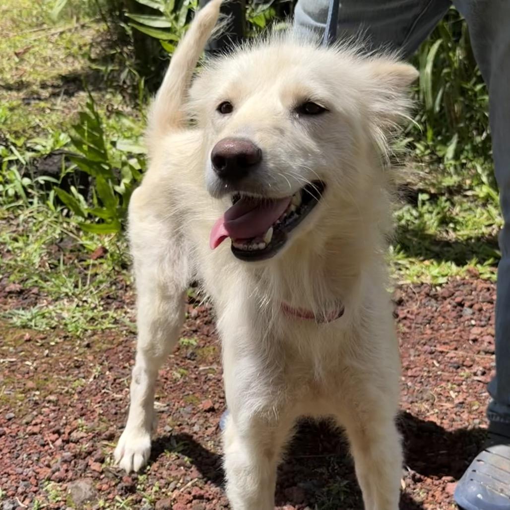 Enlarge Hokulani, a Adoptable Mixed Breed in Volcano, HI image 6/6