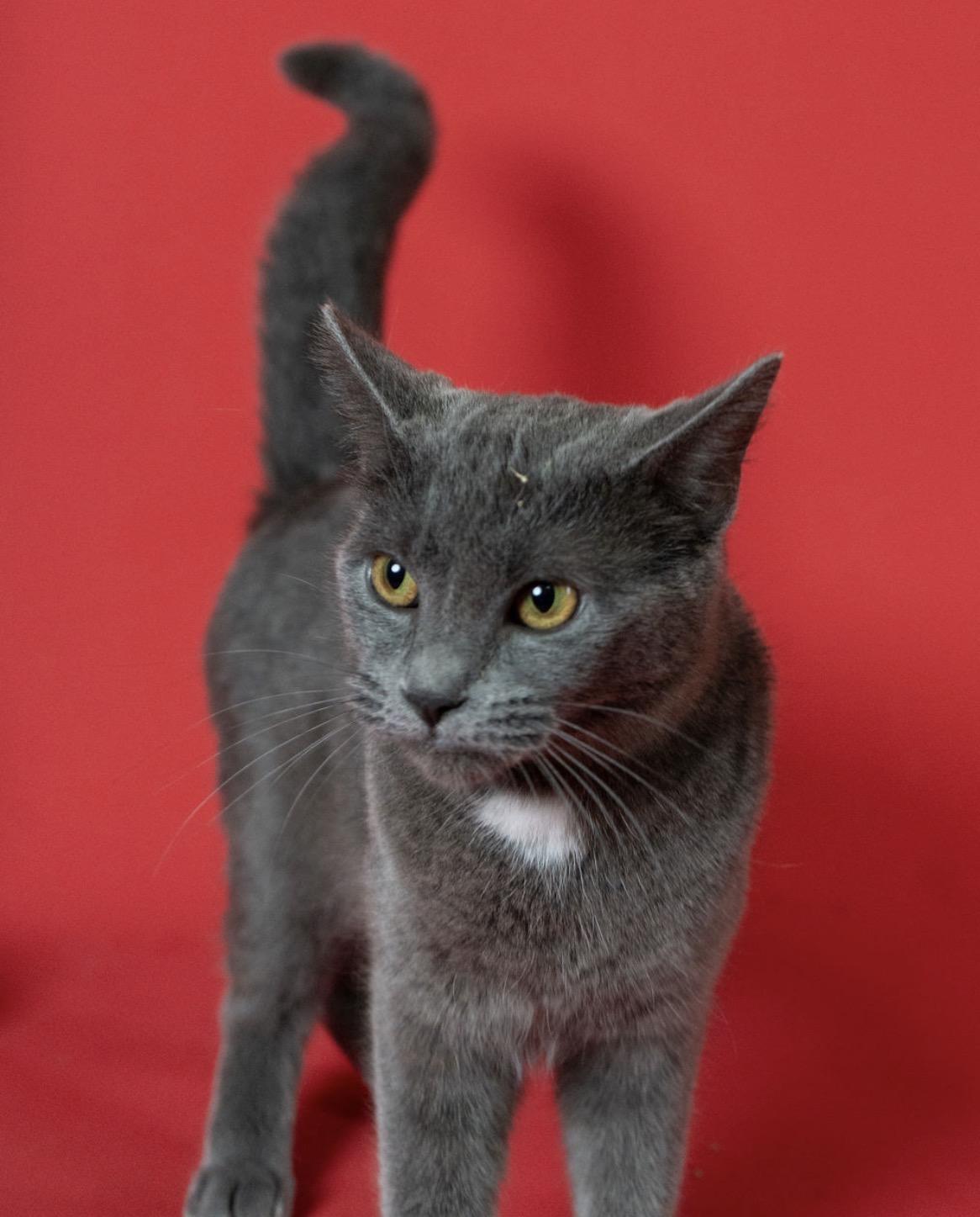 Enlarge Kuma, a ADOPTABLE mixed breed in Little Falls, MN image 2/3