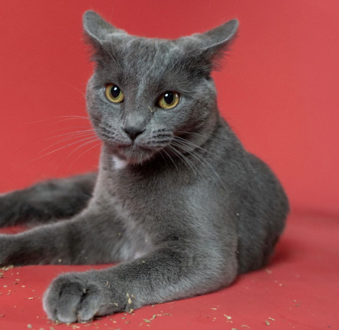 Enlarge Kuma, a ADOPTABLE mixed breed in Little Falls, MN image 3/3