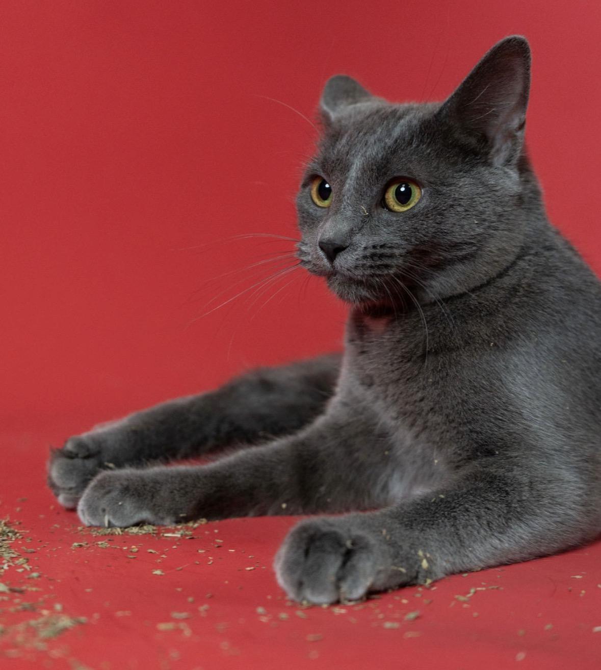 Kuma, ADOPTABLE, Adult Female Domestic Short Hair.
