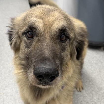 Titus, an adopted mixed breed in Tinley Park, IL image 1/2