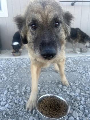 Titus, an adopted mixed breed in Tinley Park, IL image 2/2