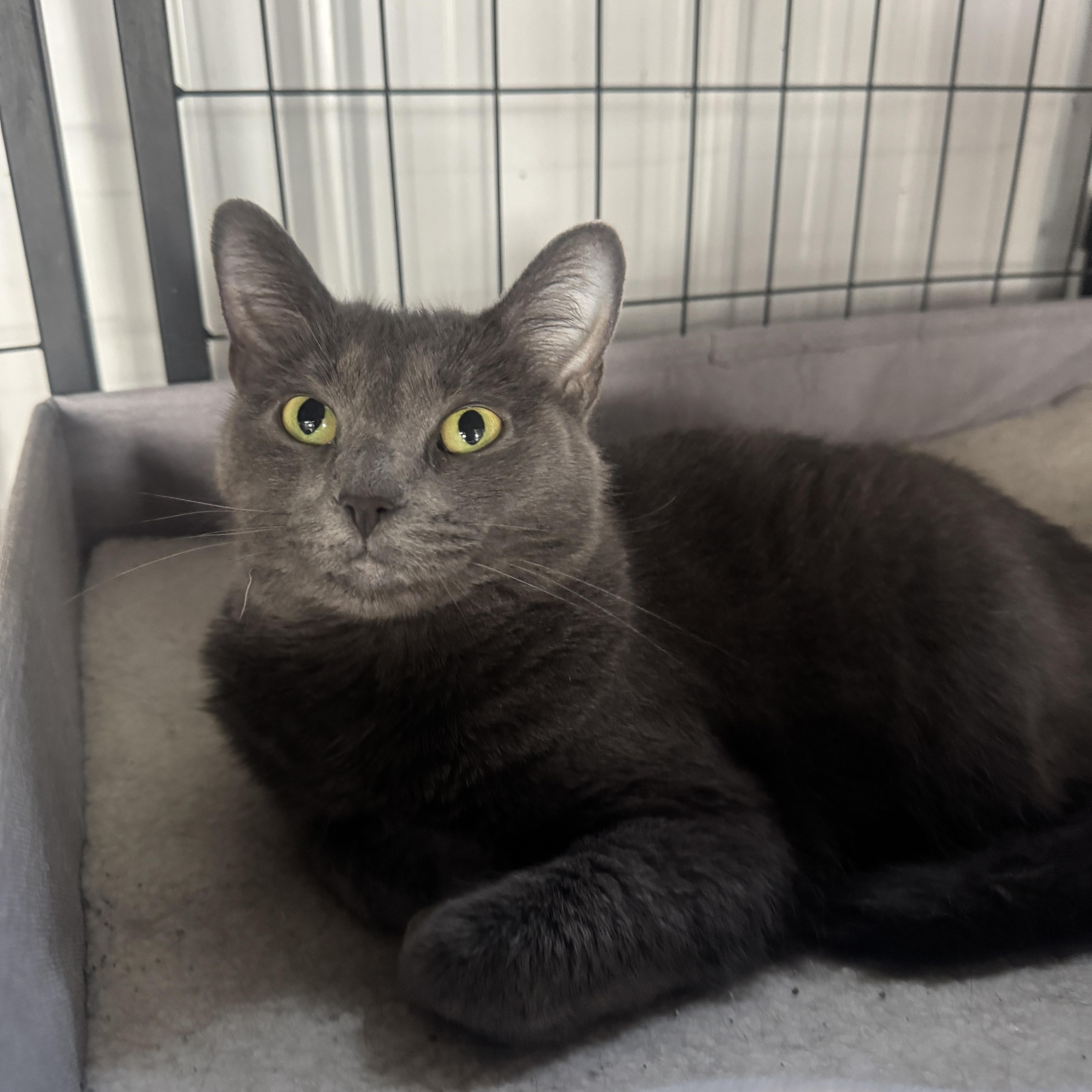 Sabrina, Adoptable, Adult Female Domestic Short Hair.