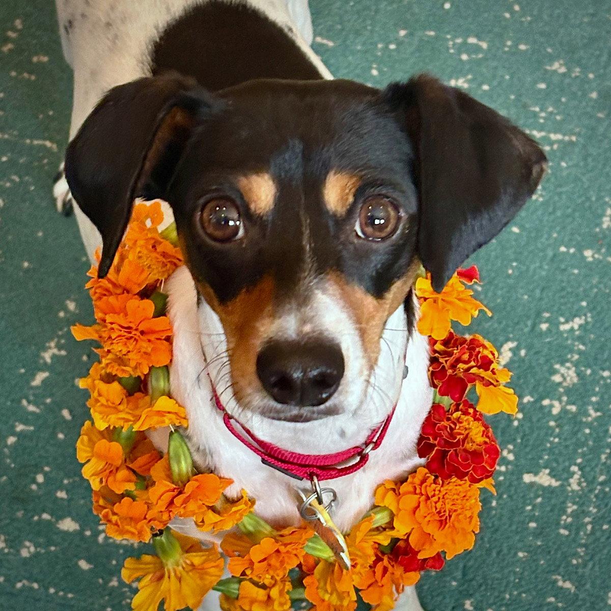 Enlarge Poppy (VA), a Adoptable Rat Terrier in Alexandria, VA image 1/3
