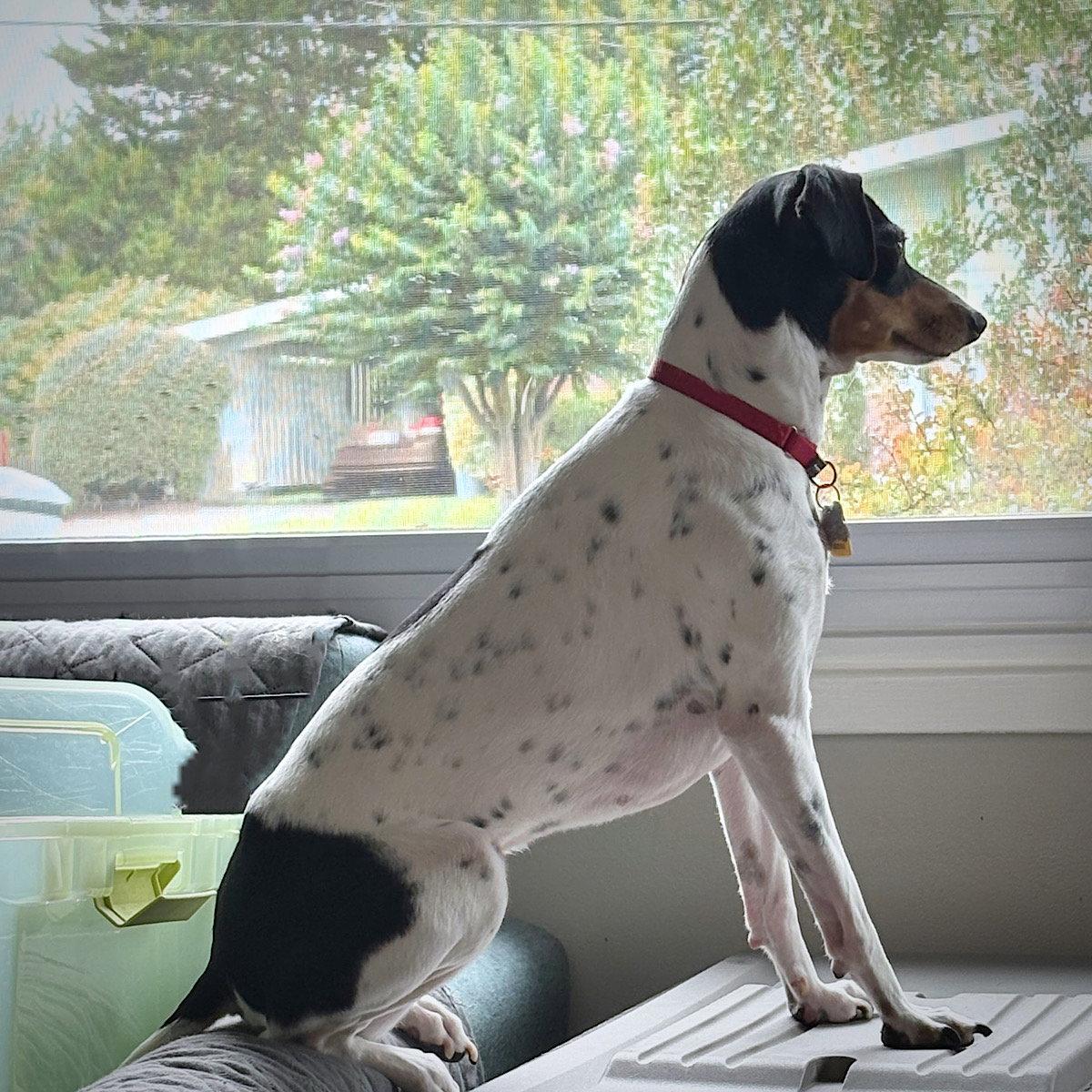 Enlarge Poppy (VA), a Adoptable Rat Terrier in Alexandria, VA image 2/3