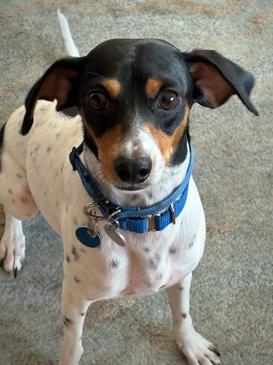 Enlarge Poppy (VA), a Adoptable Rat Terrier in Alexandria, VA image 3/3