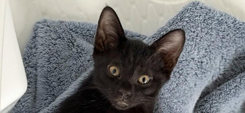 Raven, Adopted, Kitten Female Domestic Short Hair.
