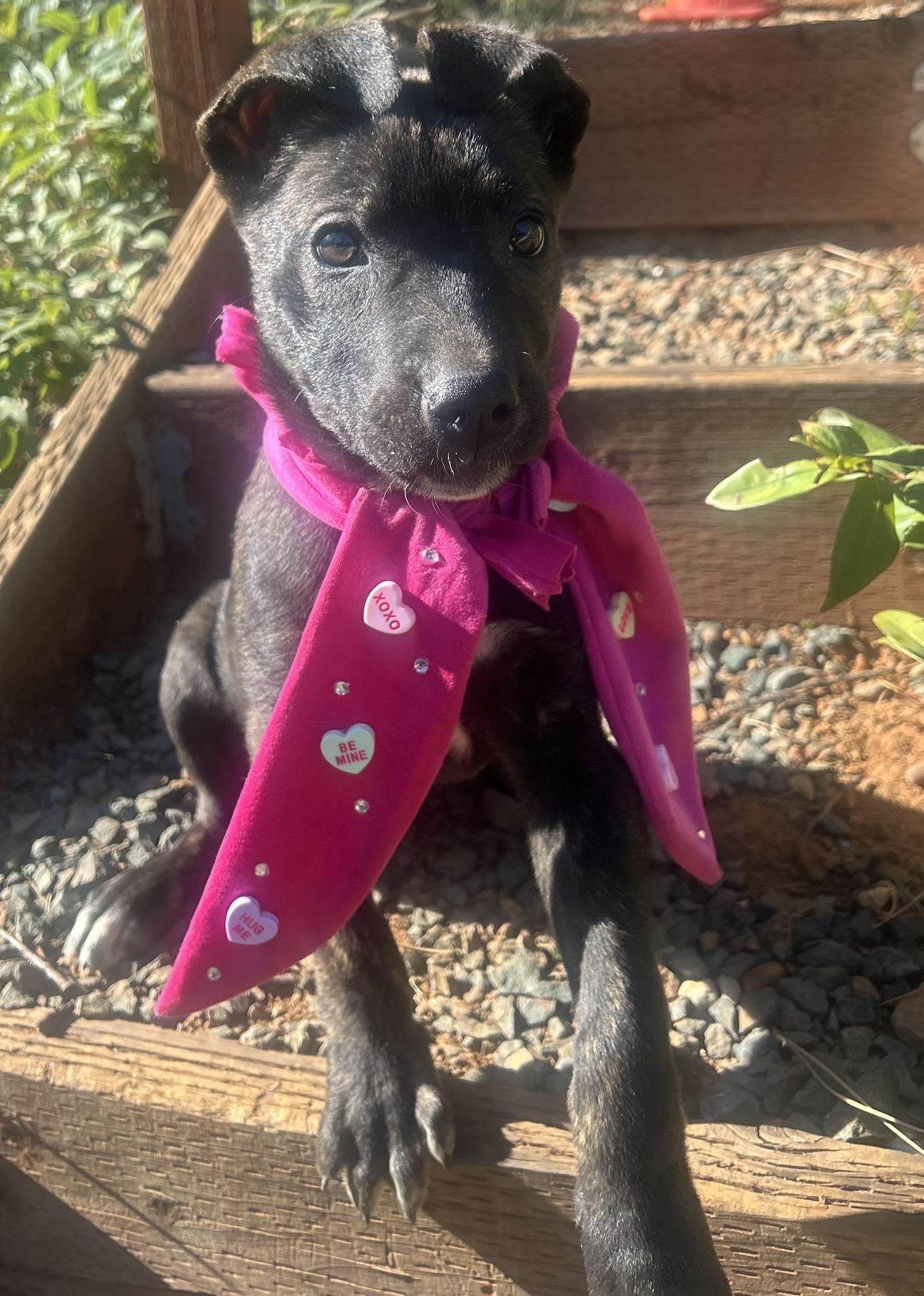 Enlarge Star, a Adoptable mixed breed in Redwood City, CA image 1/6