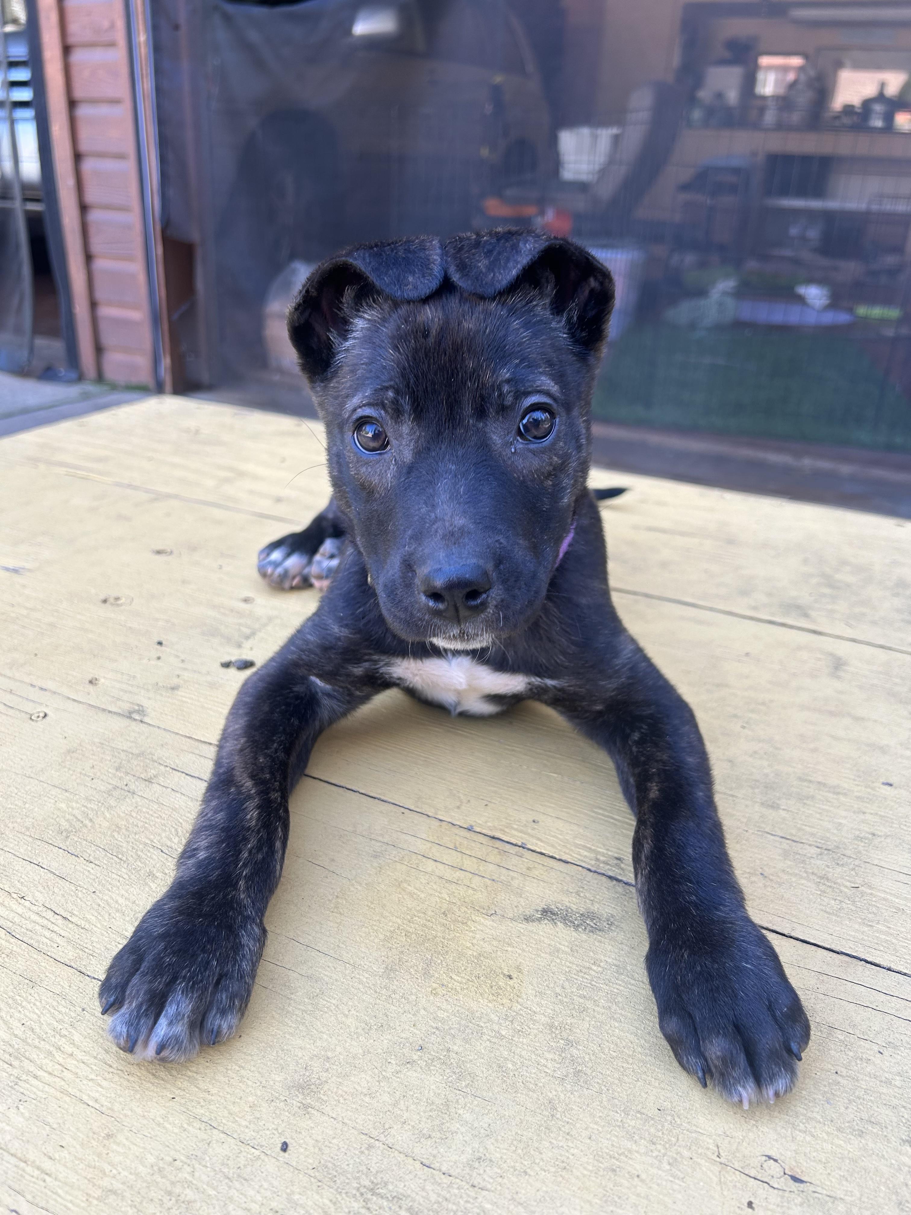 Enlarge Star, a Adoptable mixed breed in Redwood City, CA image 5/6