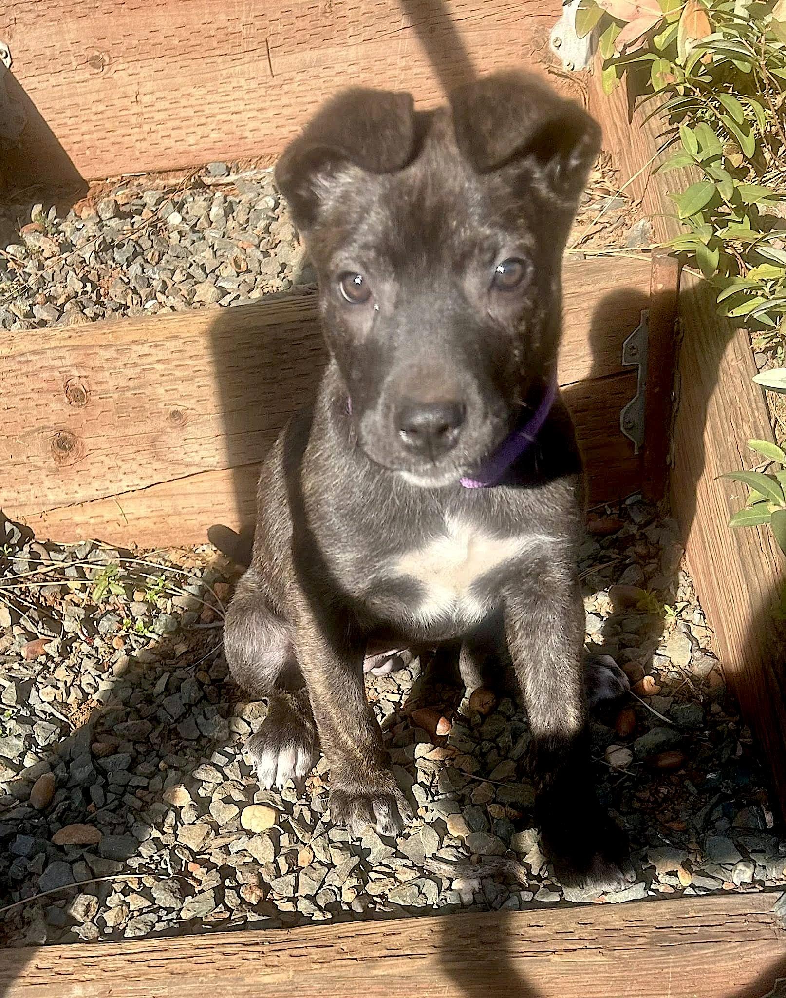 Enlarge Star, a Adoptable mixed breed in Redwood City, CA image 3/6