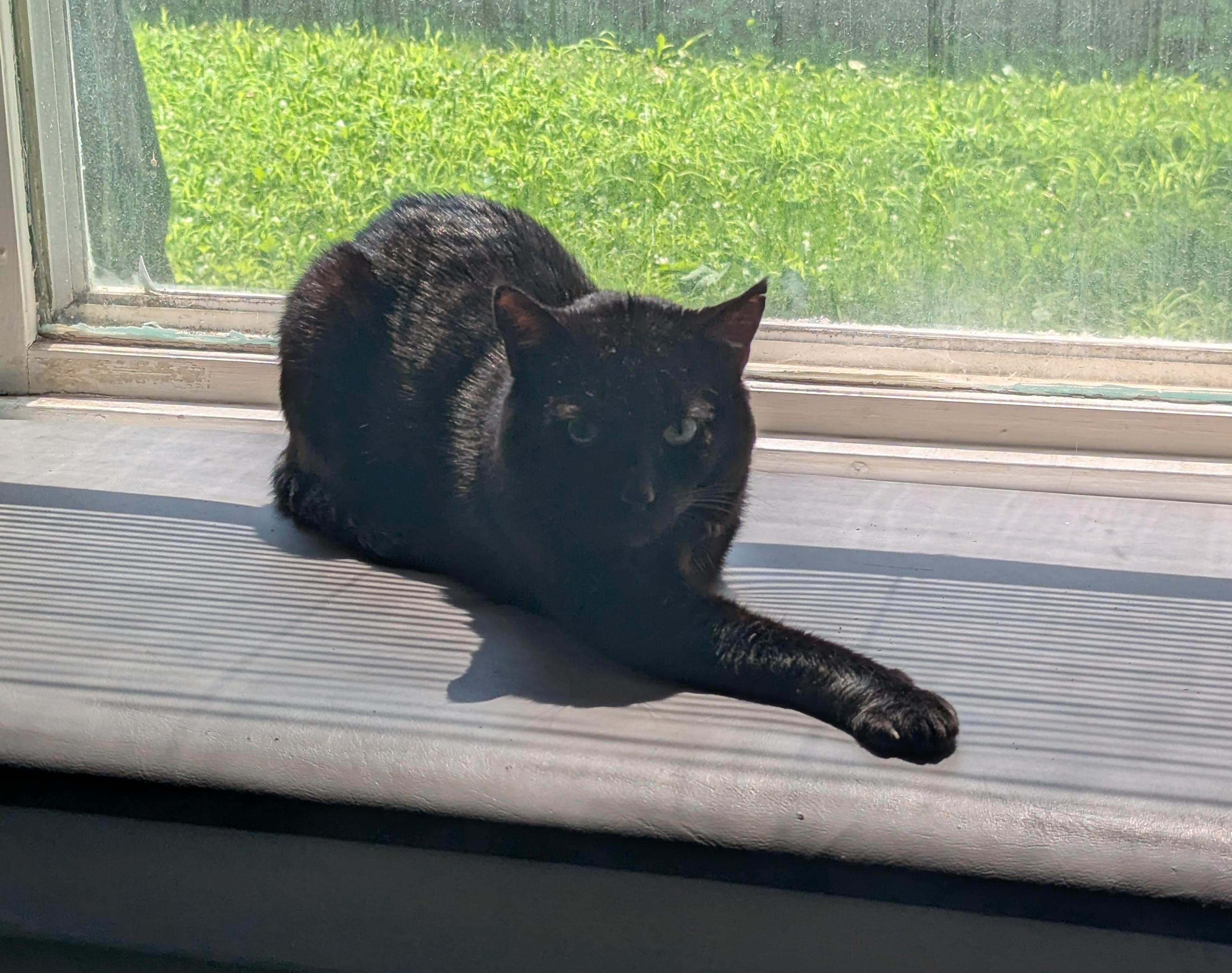 Sweet Pea, Adoptable, Adult Male Domestic Short Hair.