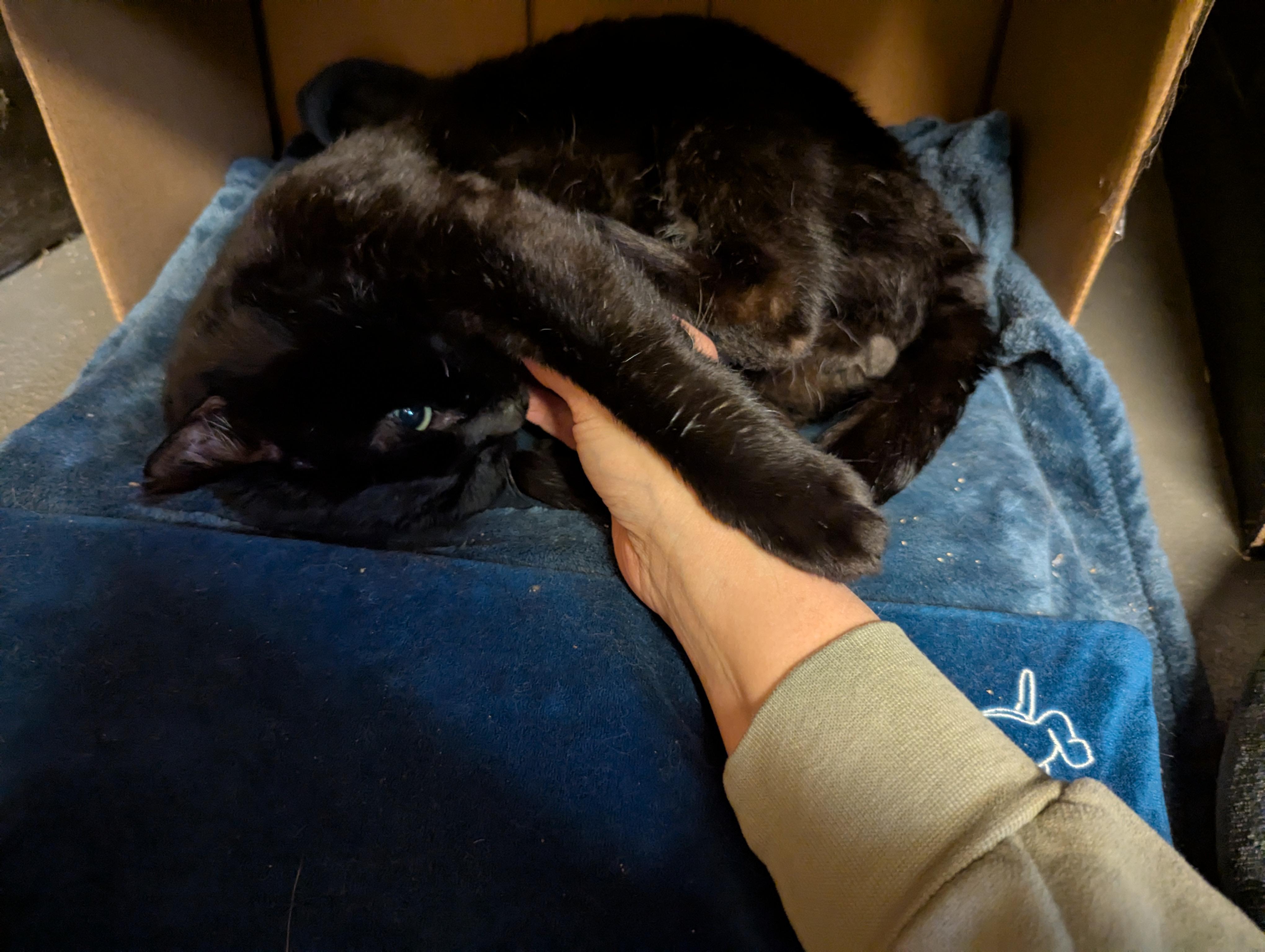 Sweet Pea, a Adoptable mixed breed in Bolingbrook, IL image 2/5