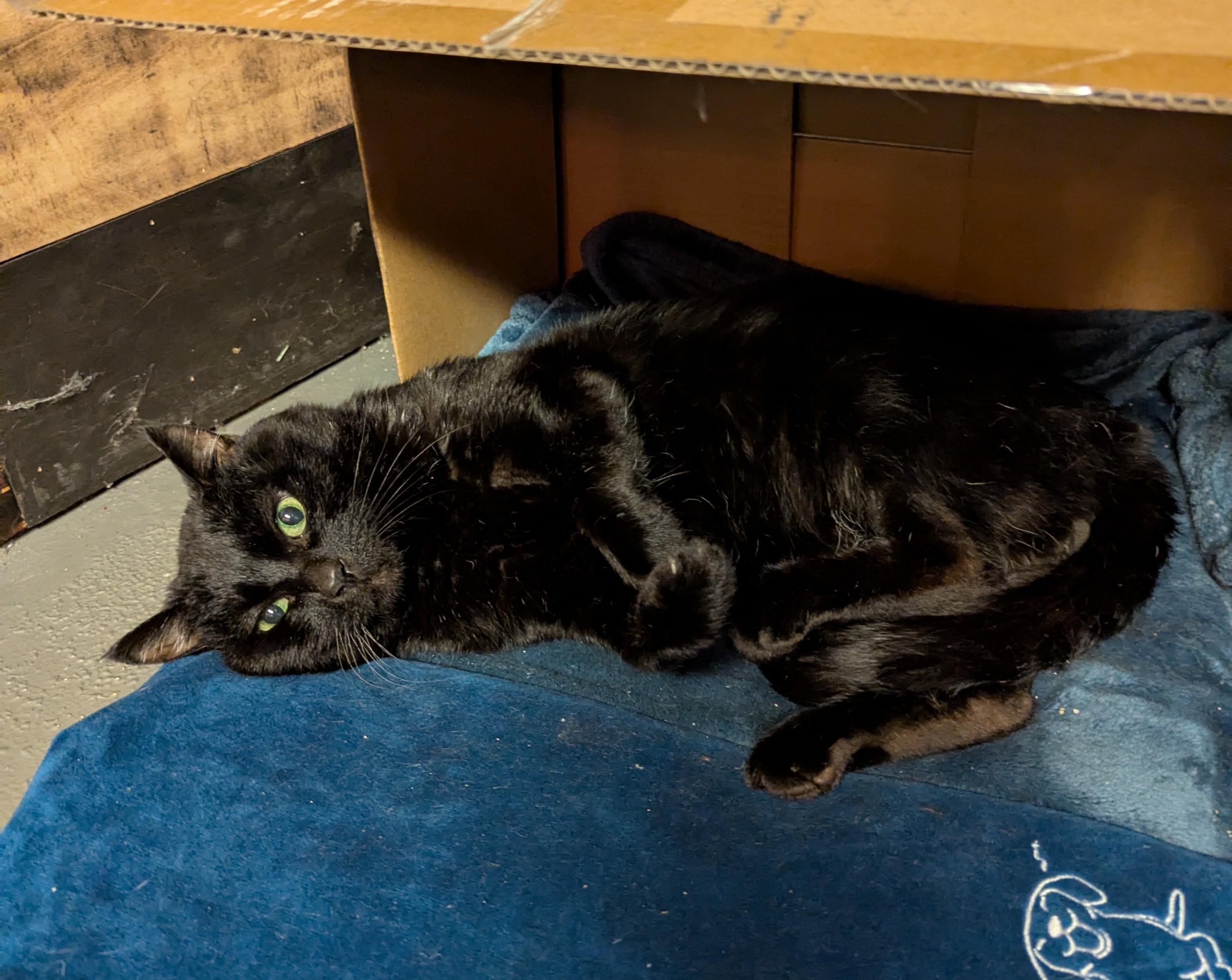 Sweet Pea, a Adoptable mixed breed in Bolingbrook, IL image 3/5