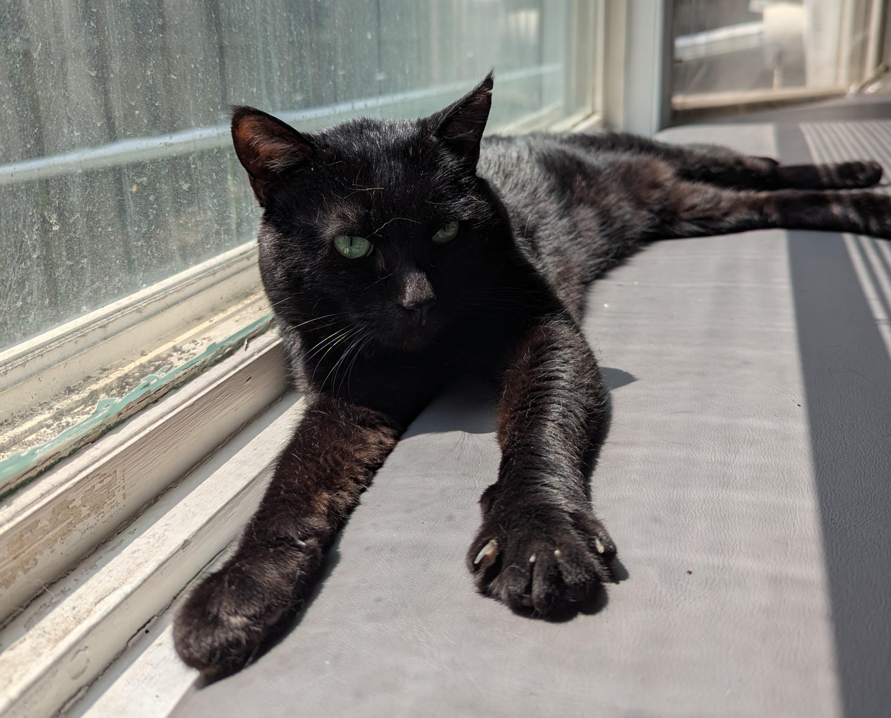 Sweet Pea, a Adoptable mixed breed in Bolingbrook, IL image 4/5