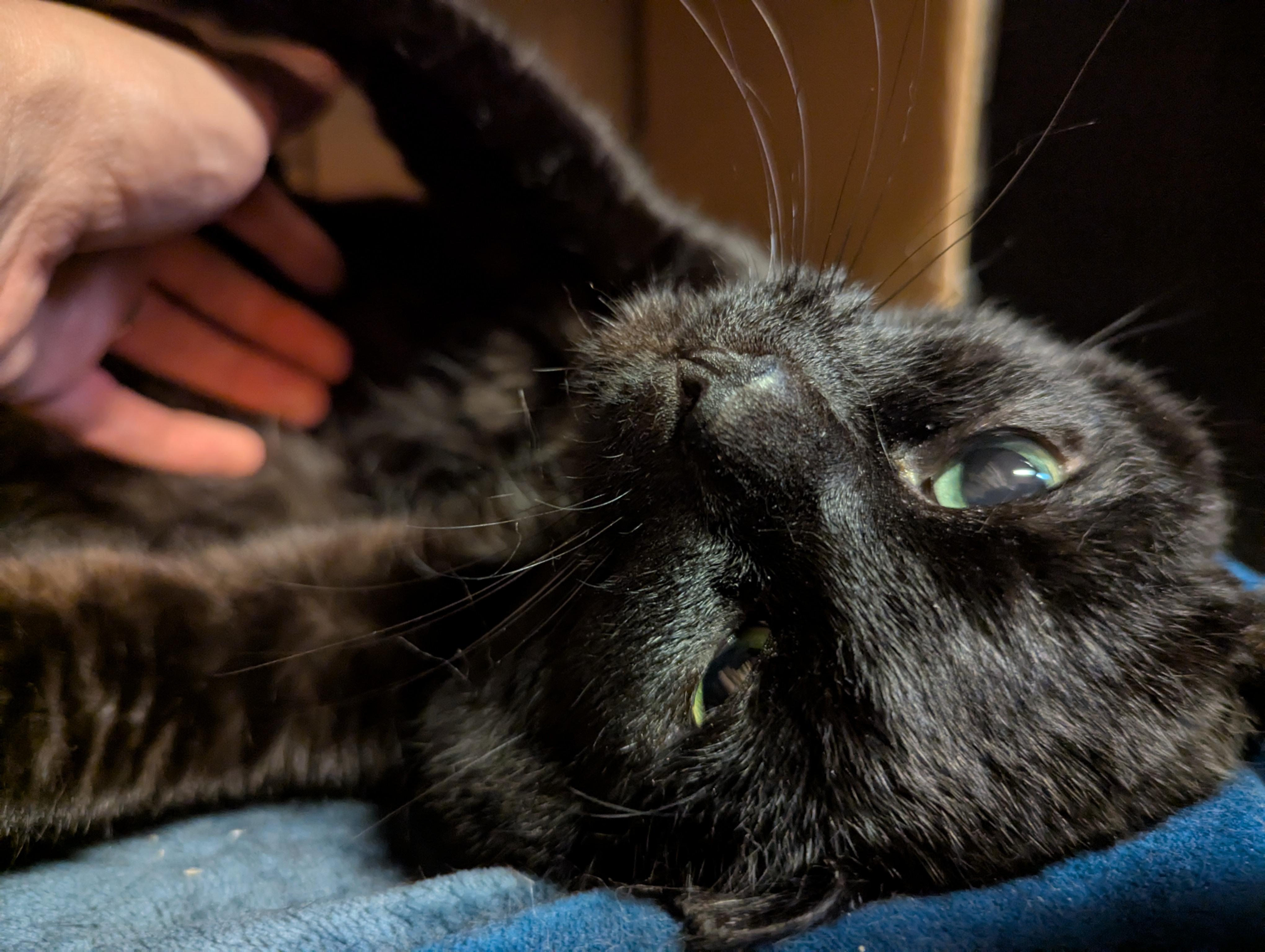 Sweet Pea, a Adoptable mixed breed in Bolingbrook, IL image 5/5