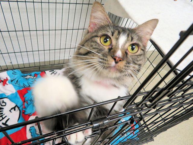 A471626, Adoptable, Young Male Domestic Medium Hair.