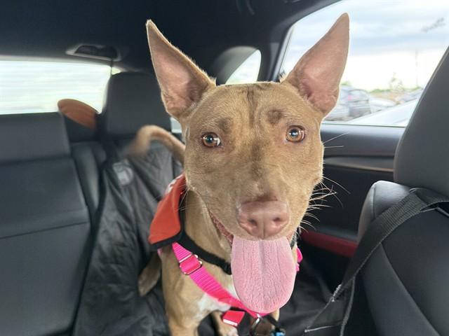 GRAMMY, Adoptable, Young Female Basenji & Pit Bull Terrier.