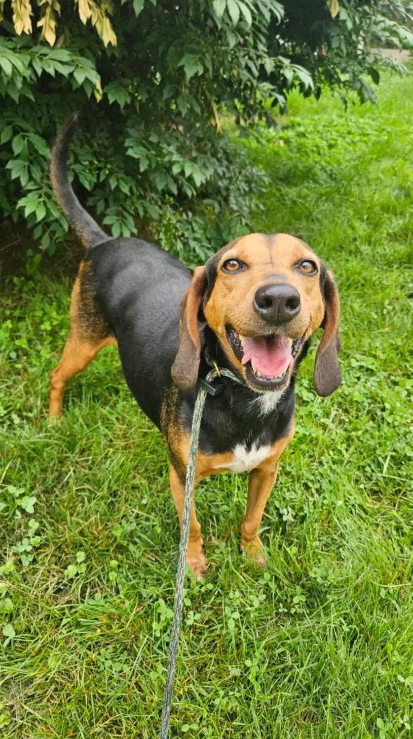 Enlarge Anne, a Adoptable mixed breed in Westminster, MD image 2/3