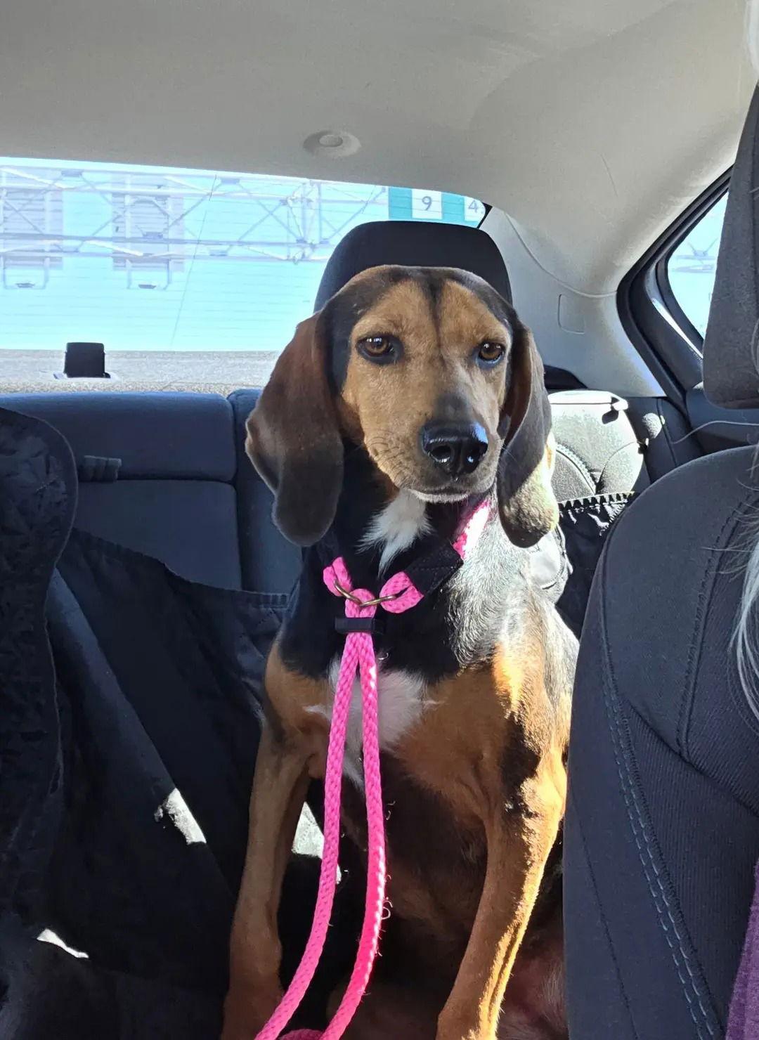 Enlarge Anne, a Adoptable mixed breed in Westminster, MD image 3/3