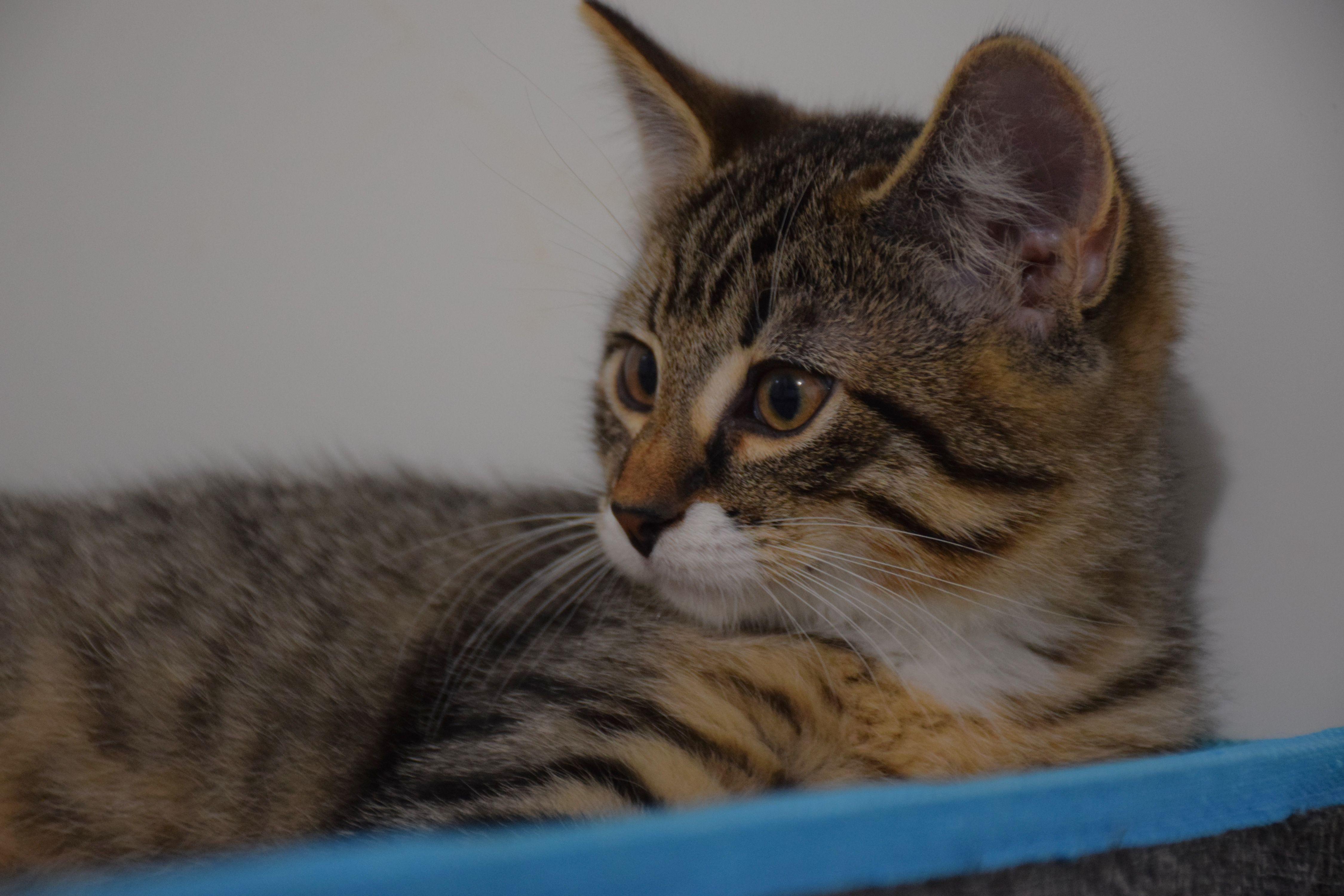 Johnny, Adoptable, Young Male Tabby.