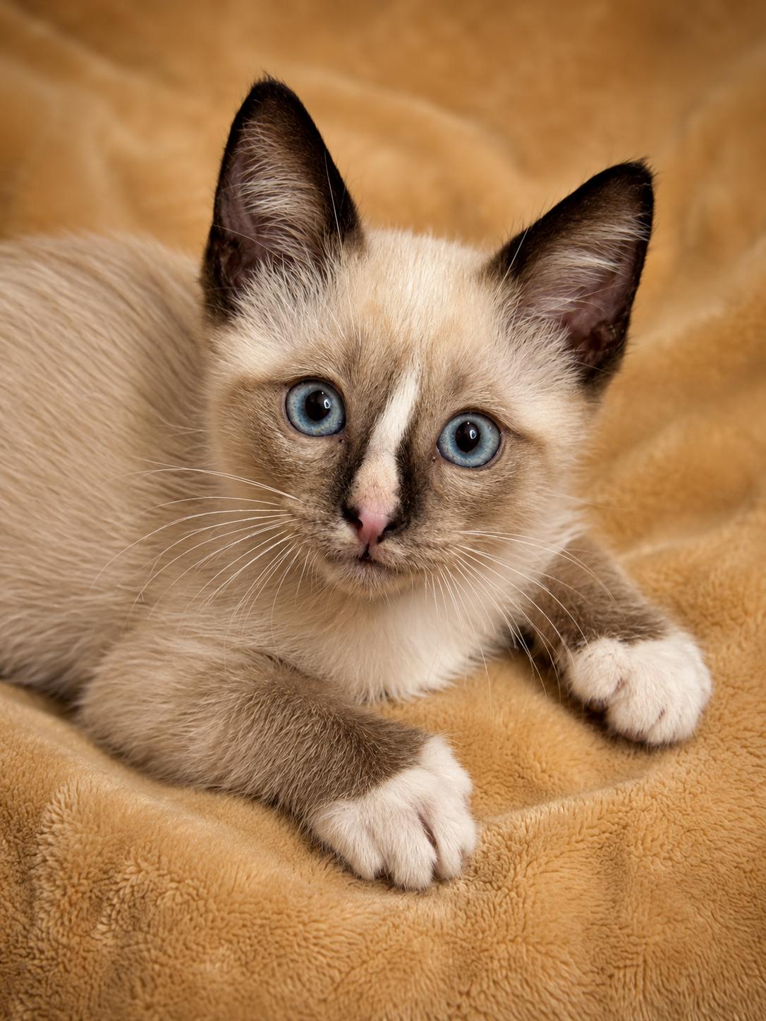Nimbus, adopted, Kitten Male Siamese.