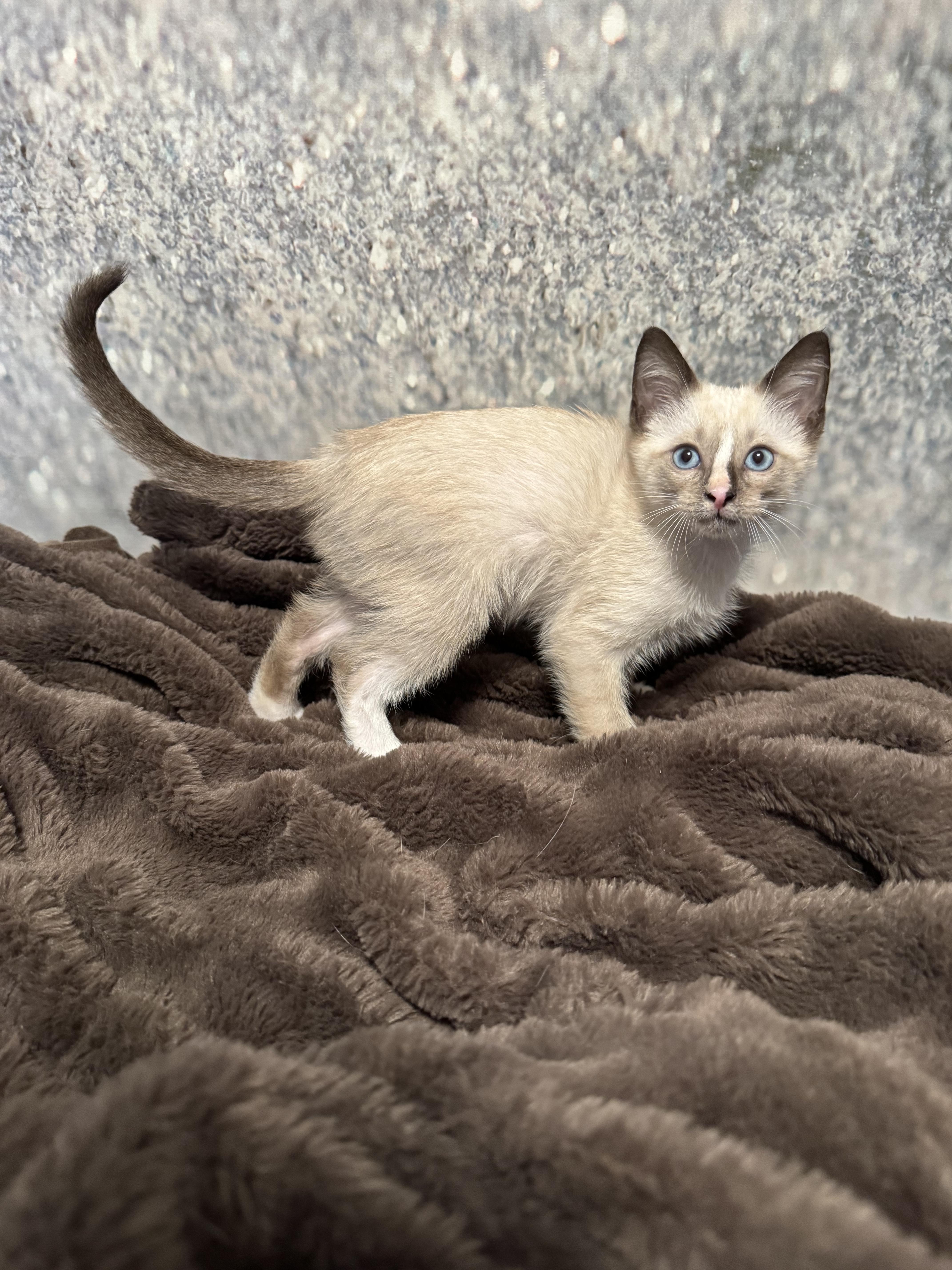 Enlarge Nimbus, an adopted Siamese in Houston, TX image 3/5
