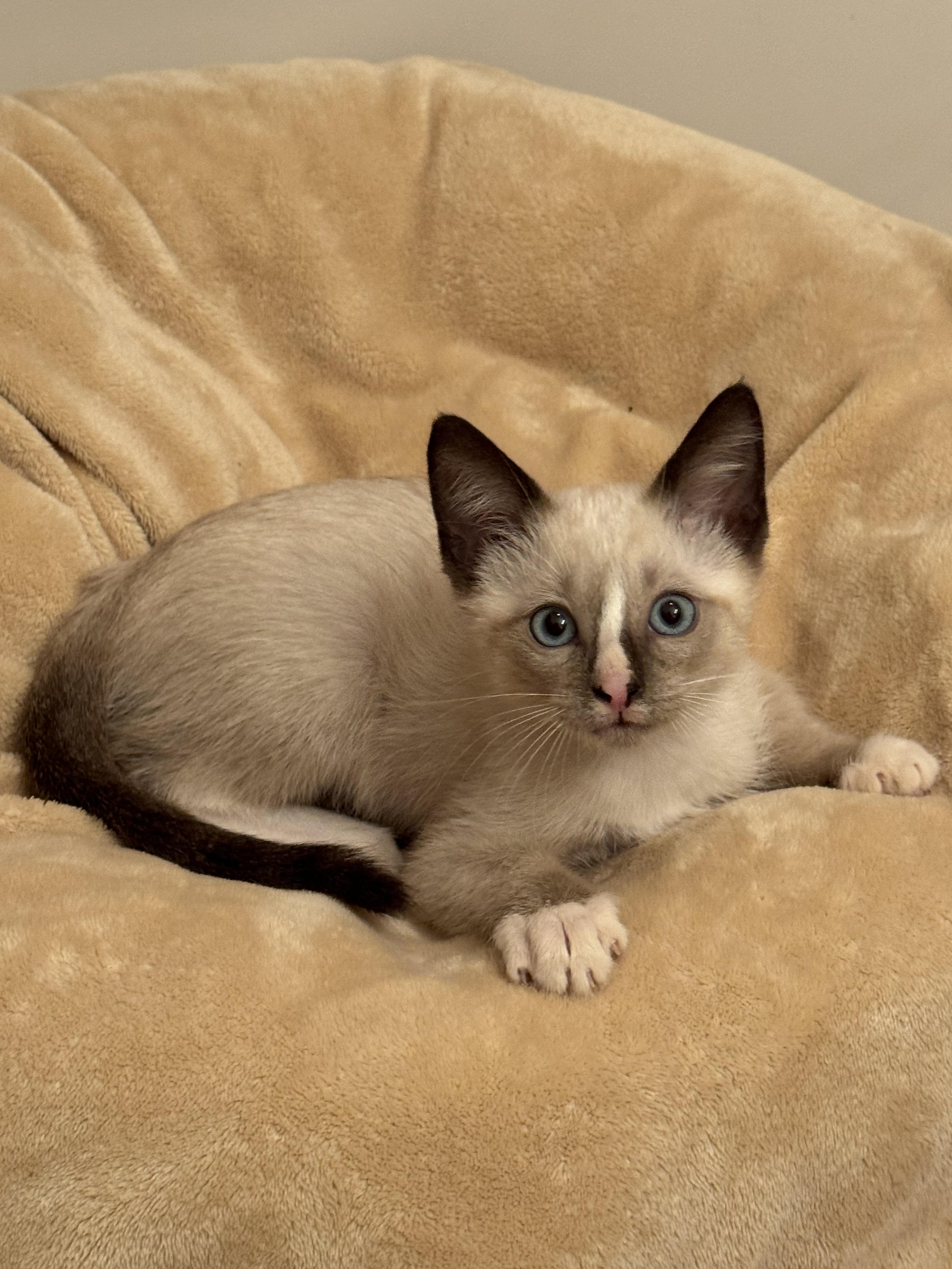 Enlarge Nimbus, an adopted Siamese in Houston, TX image 4/5