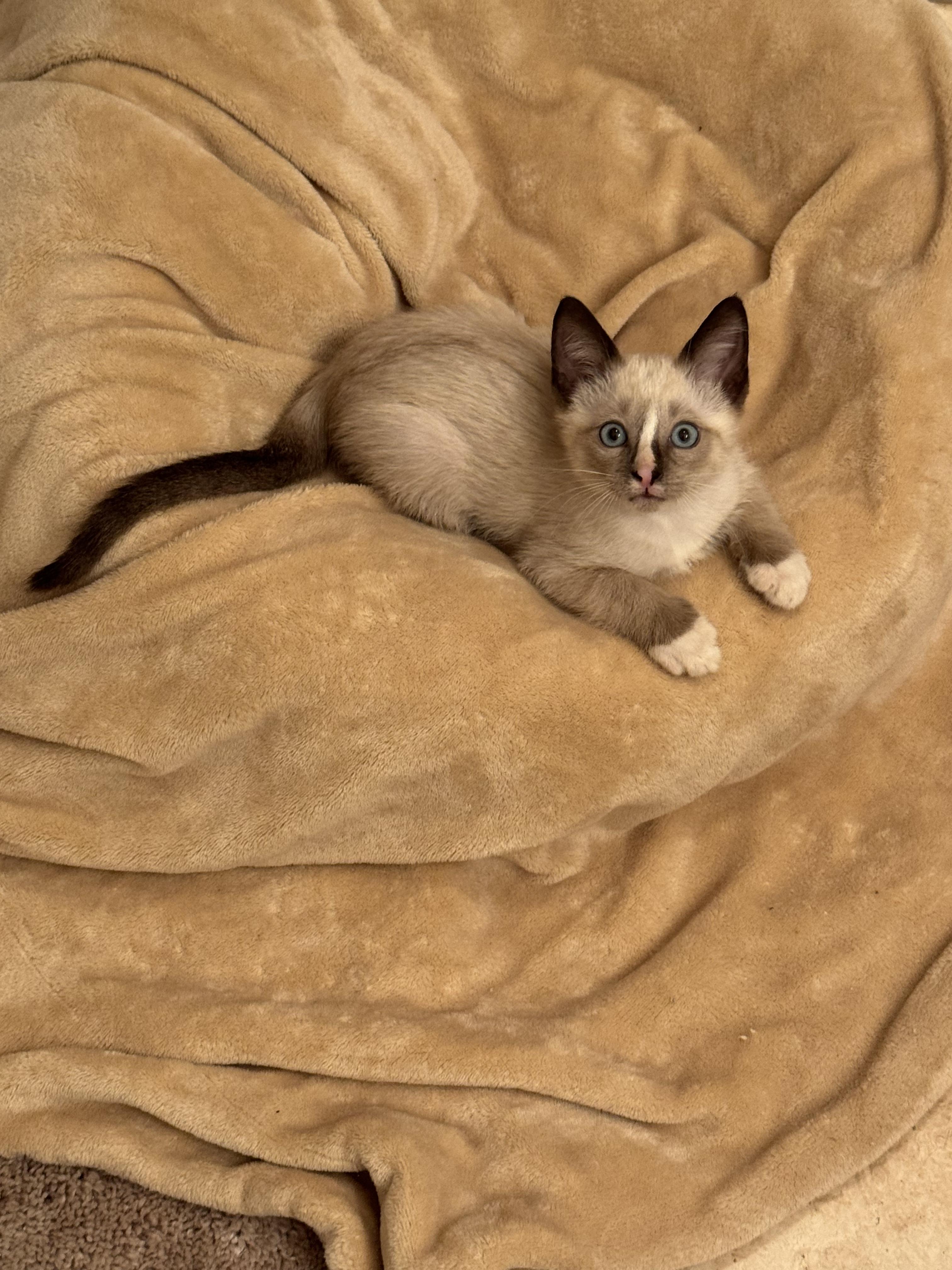 Enlarge Nimbus, an adopted Siamese in Houston, TX image 5/5