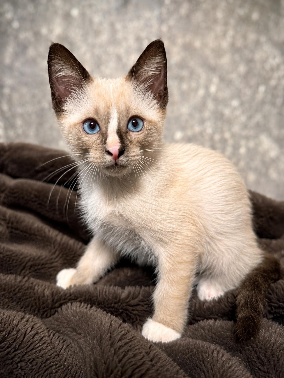 Enlarge Nimbus, an adopted Siamese in Houston, TX image 2/5