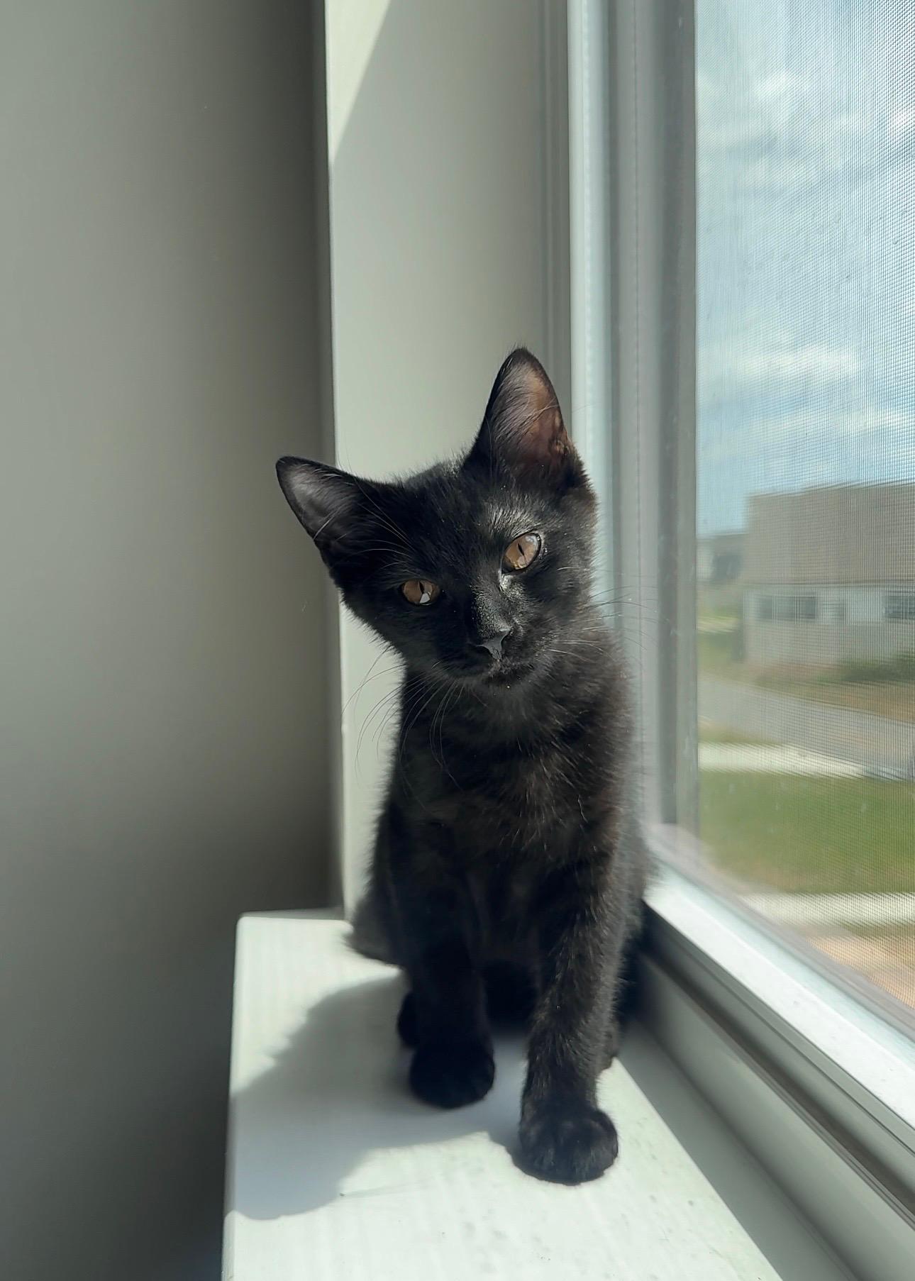 Brownie photo 1