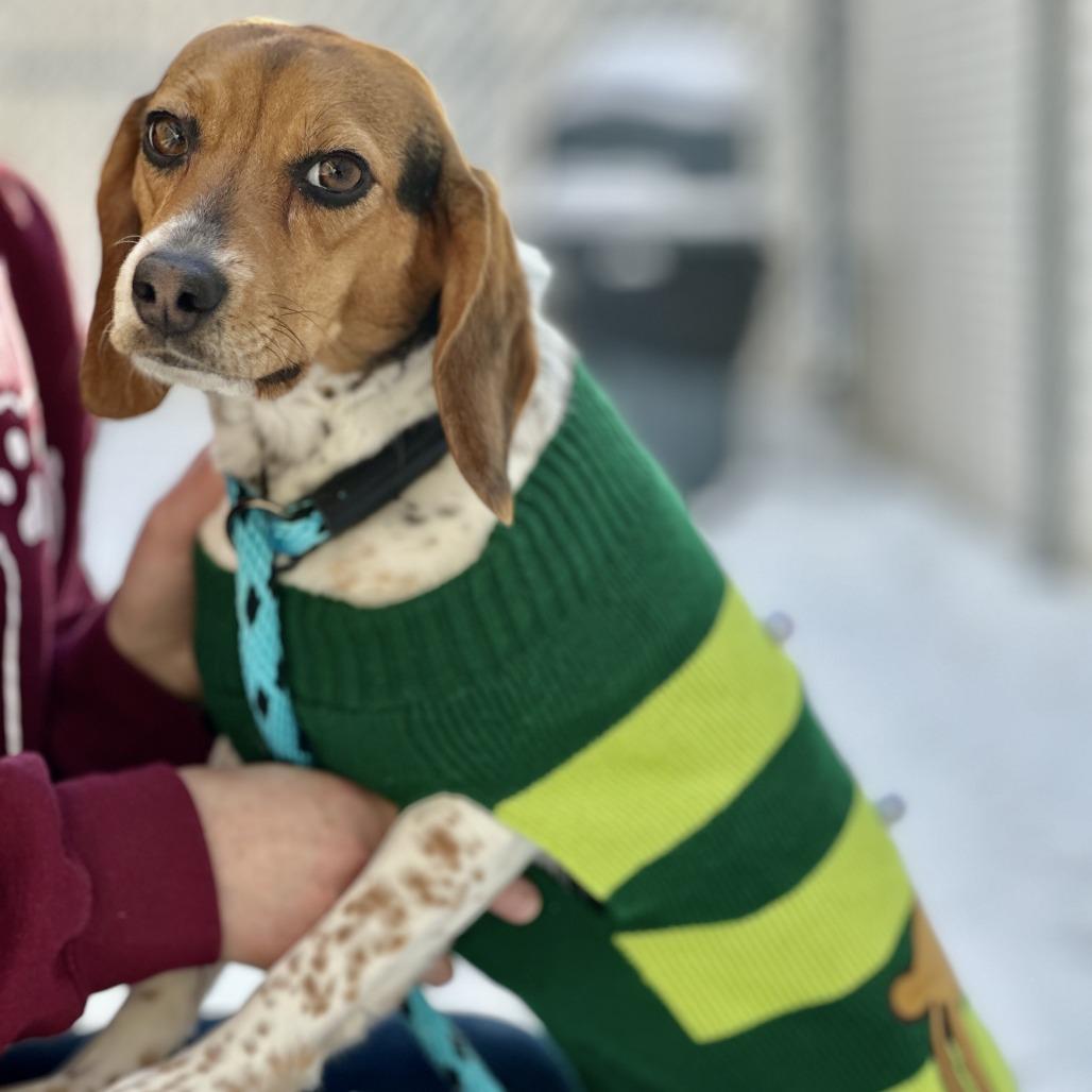 Stacy, a Adoptable Beagle in Bedford, NH image 1/5