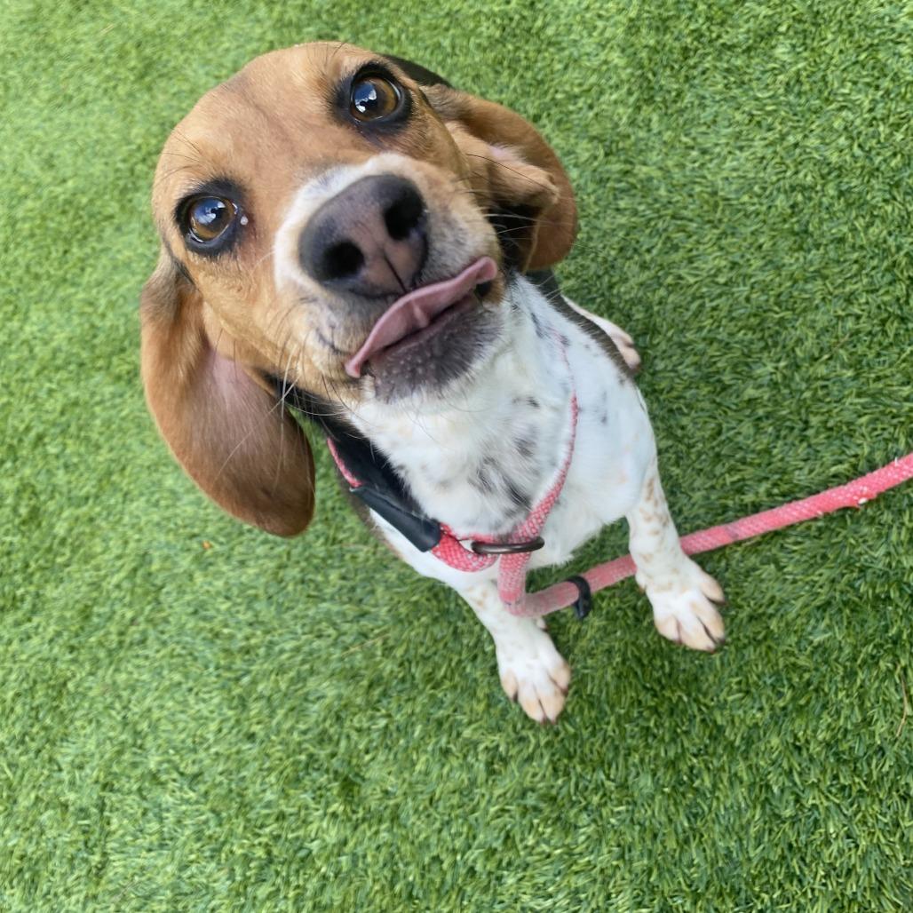 Stacy, a Adoptable Beagle in Bedford, NH image 3/5