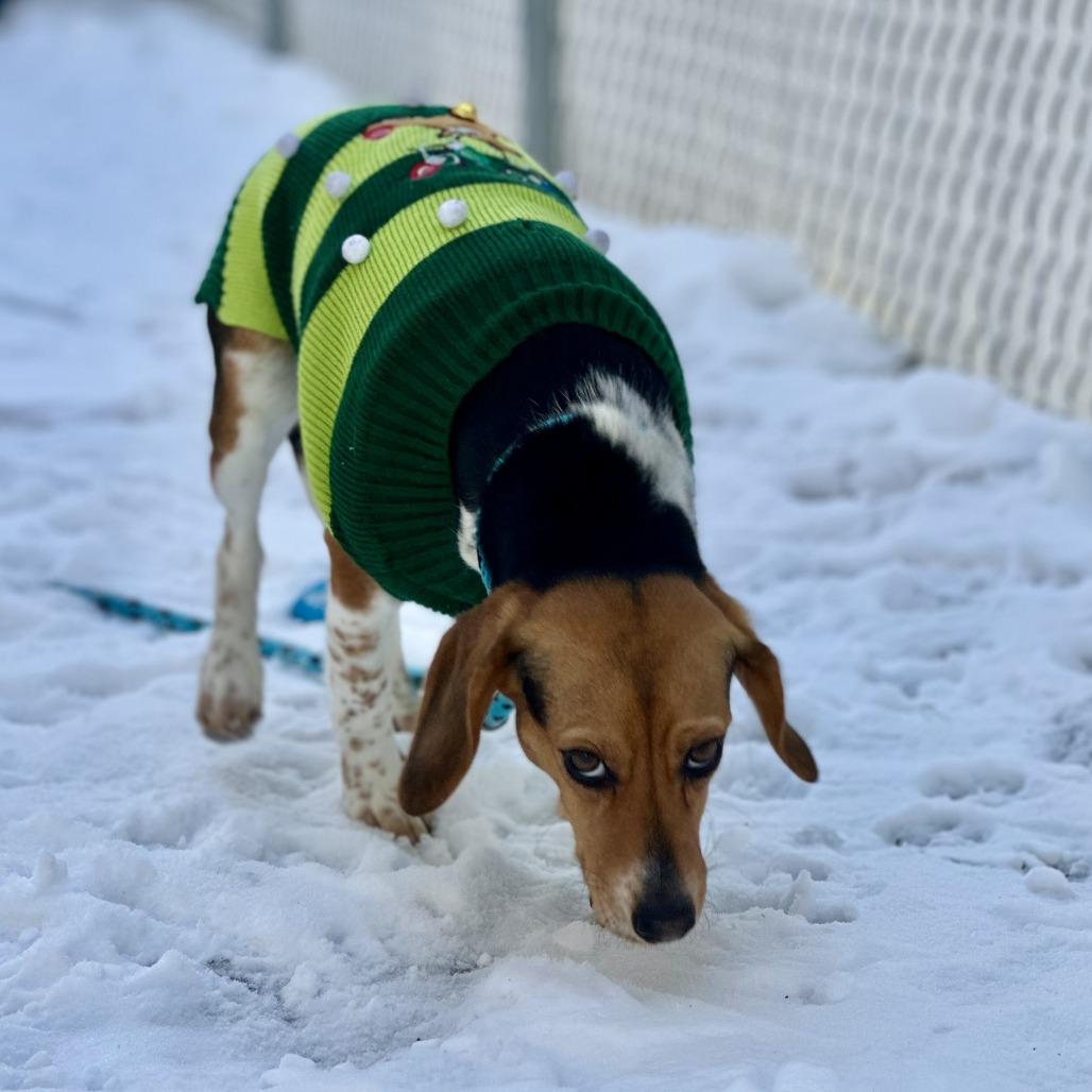 Stacy, a Adoptable Beagle in Bedford, NH image 5/5