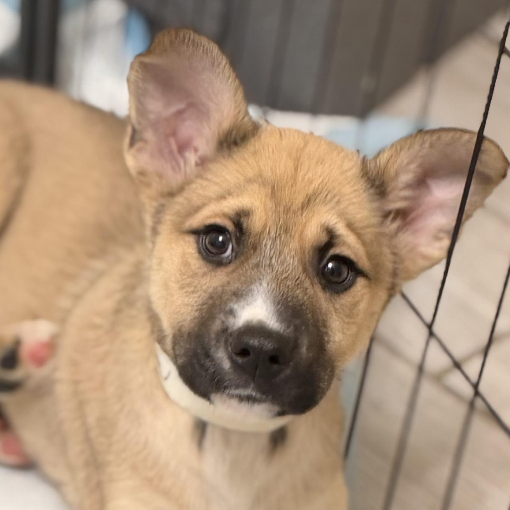 Enlarge Adeliede , a Adoptable mixed breed in Lindenhurst, NY image 1/1