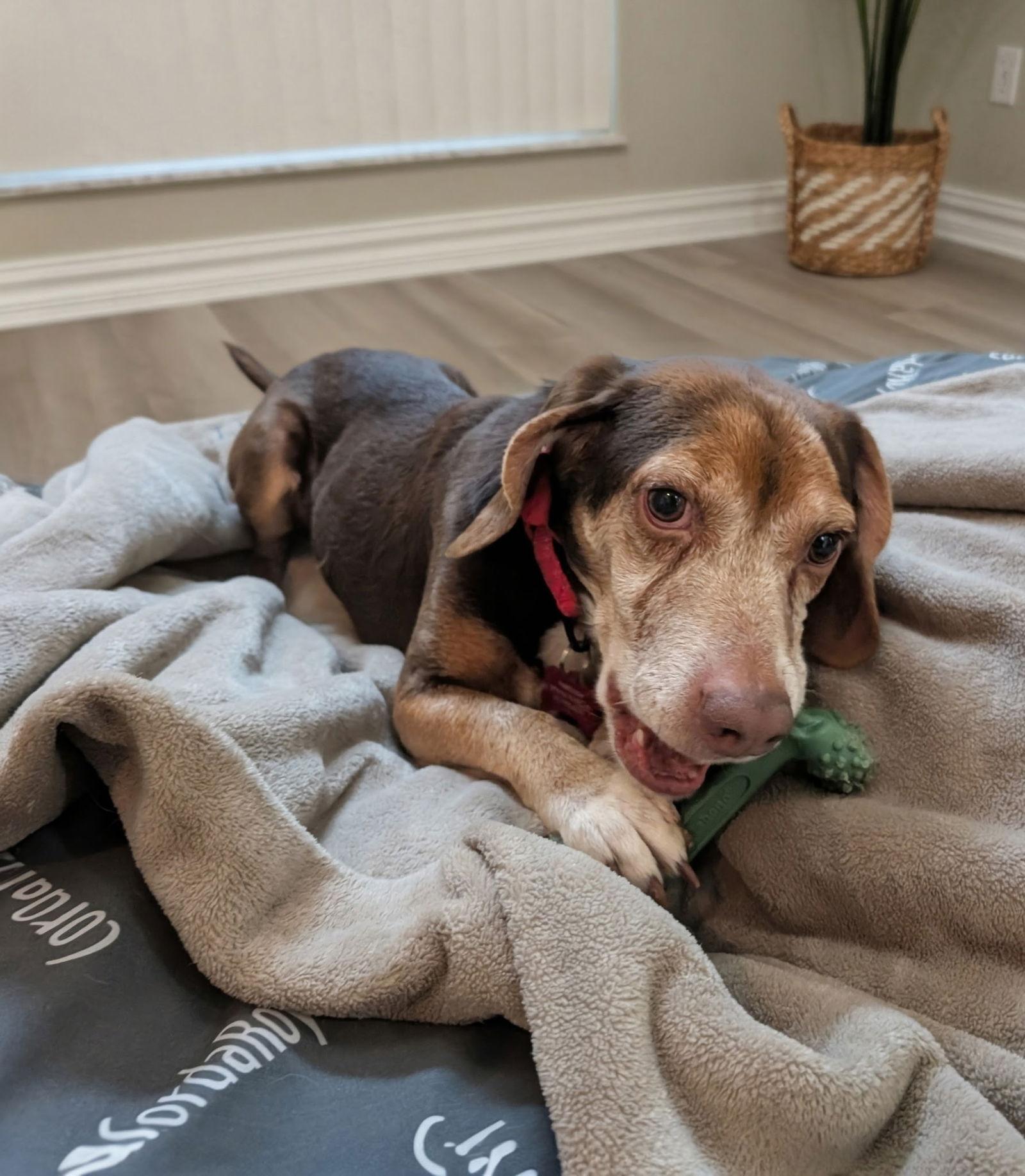 Enlarge Herbie III, a Adoptable Beagle in Tampa, FL image 2/3