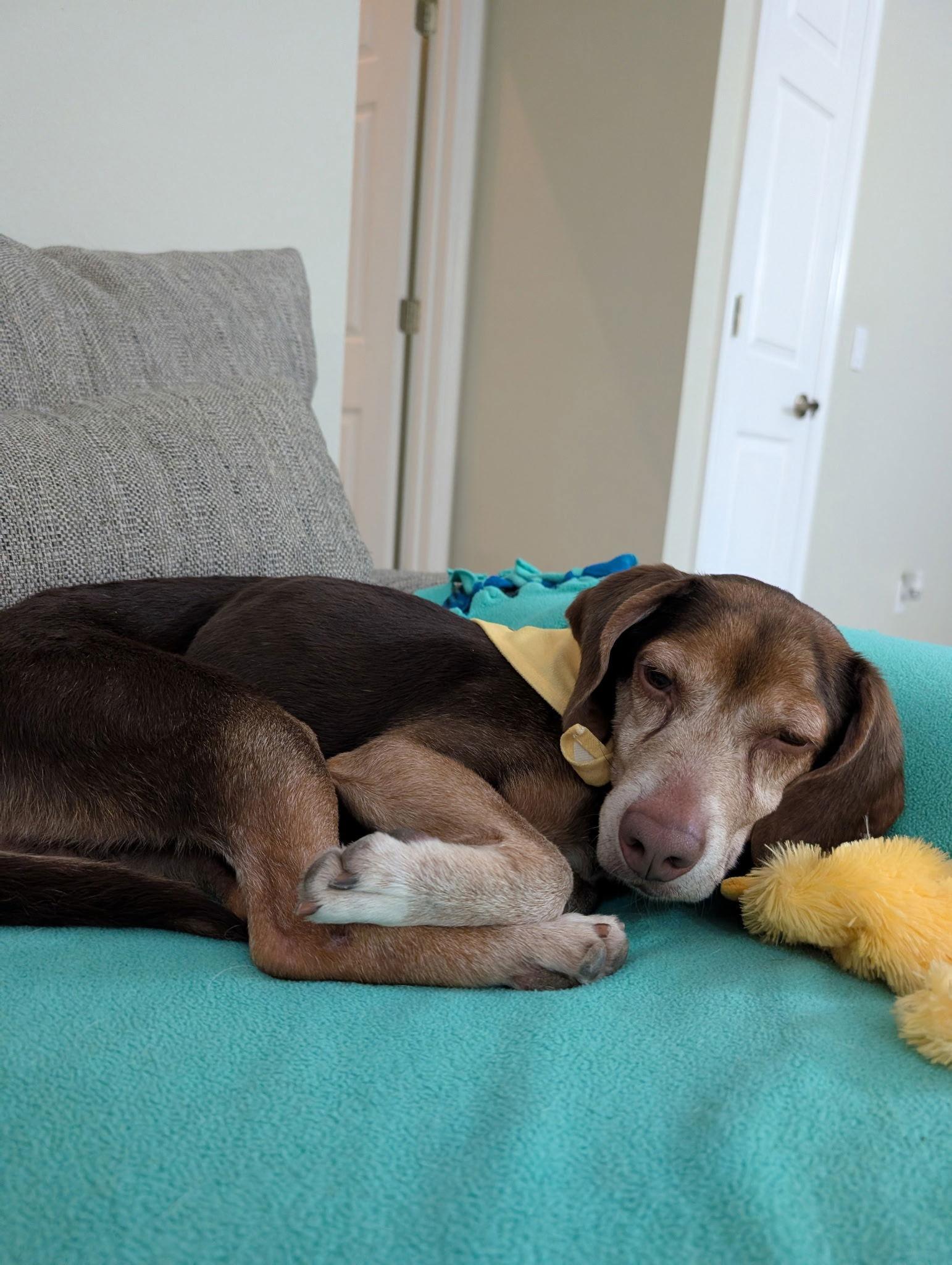Enlarge Herbie III, a Adoptable Beagle in Tampa, FL image 3/3