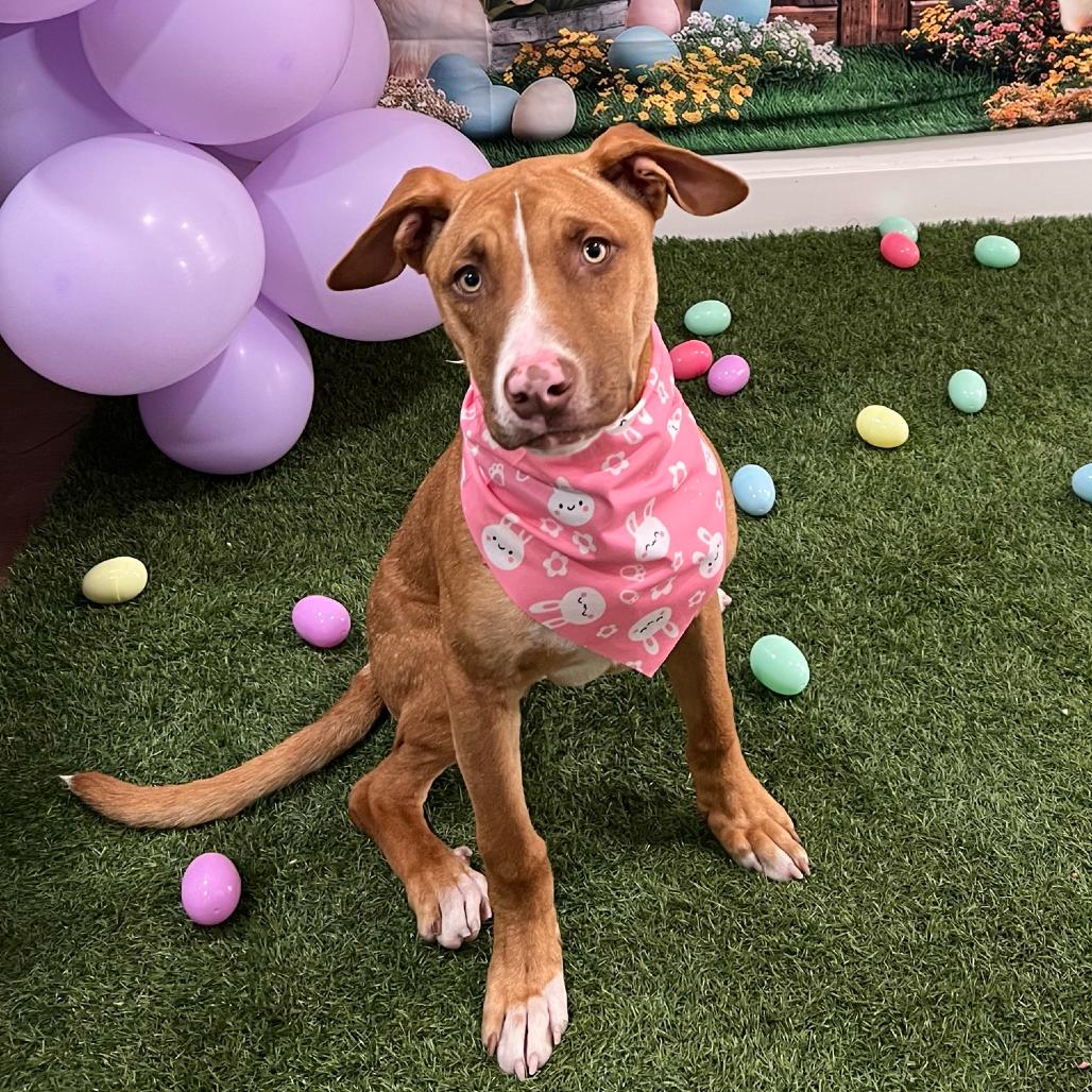 Enlarge Emerald, a Adoptable Retriever in Brooklyn, NY image 1/4