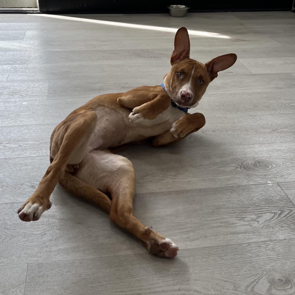 Enlarge Emerald, a Adoptable Retriever in Brooklyn, NY image 2/4