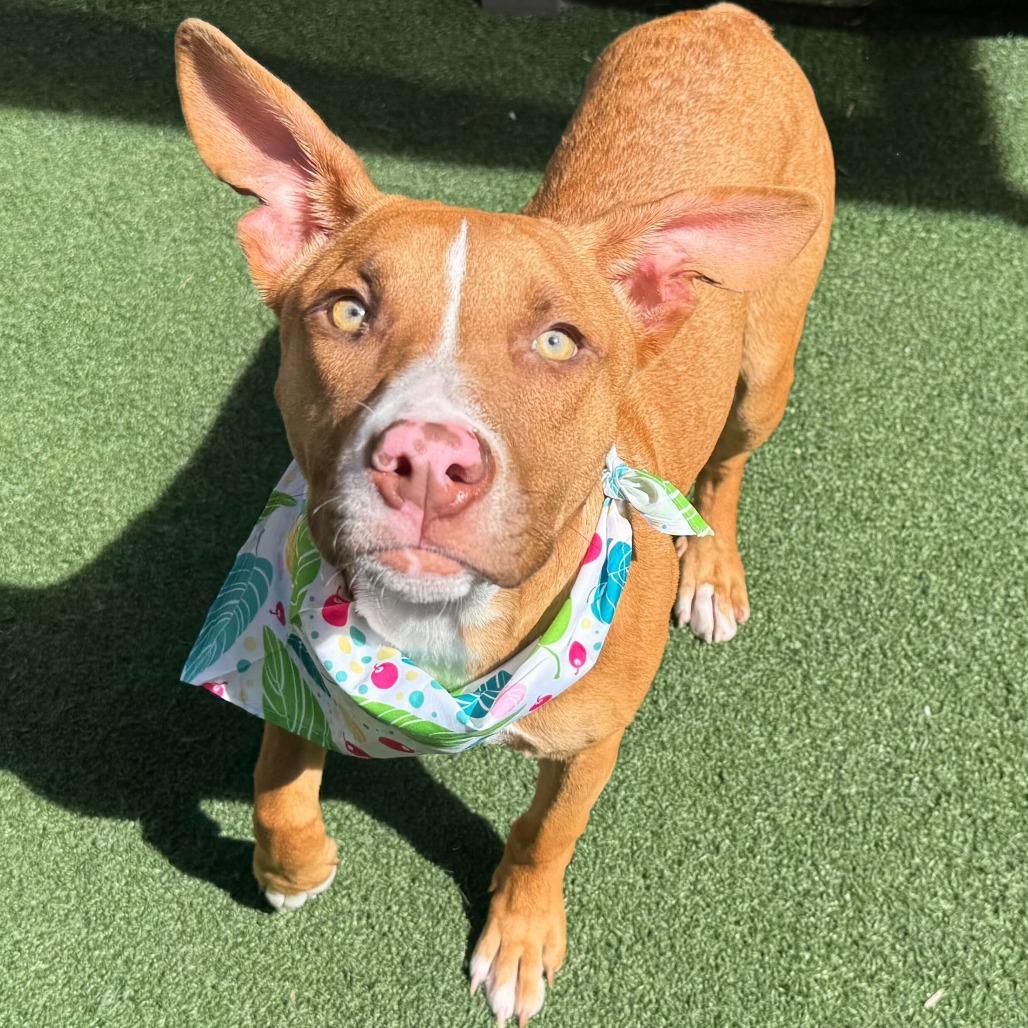 Enlarge Emerald, a Adoptable Retriever in Brooklyn, NY image 3/4