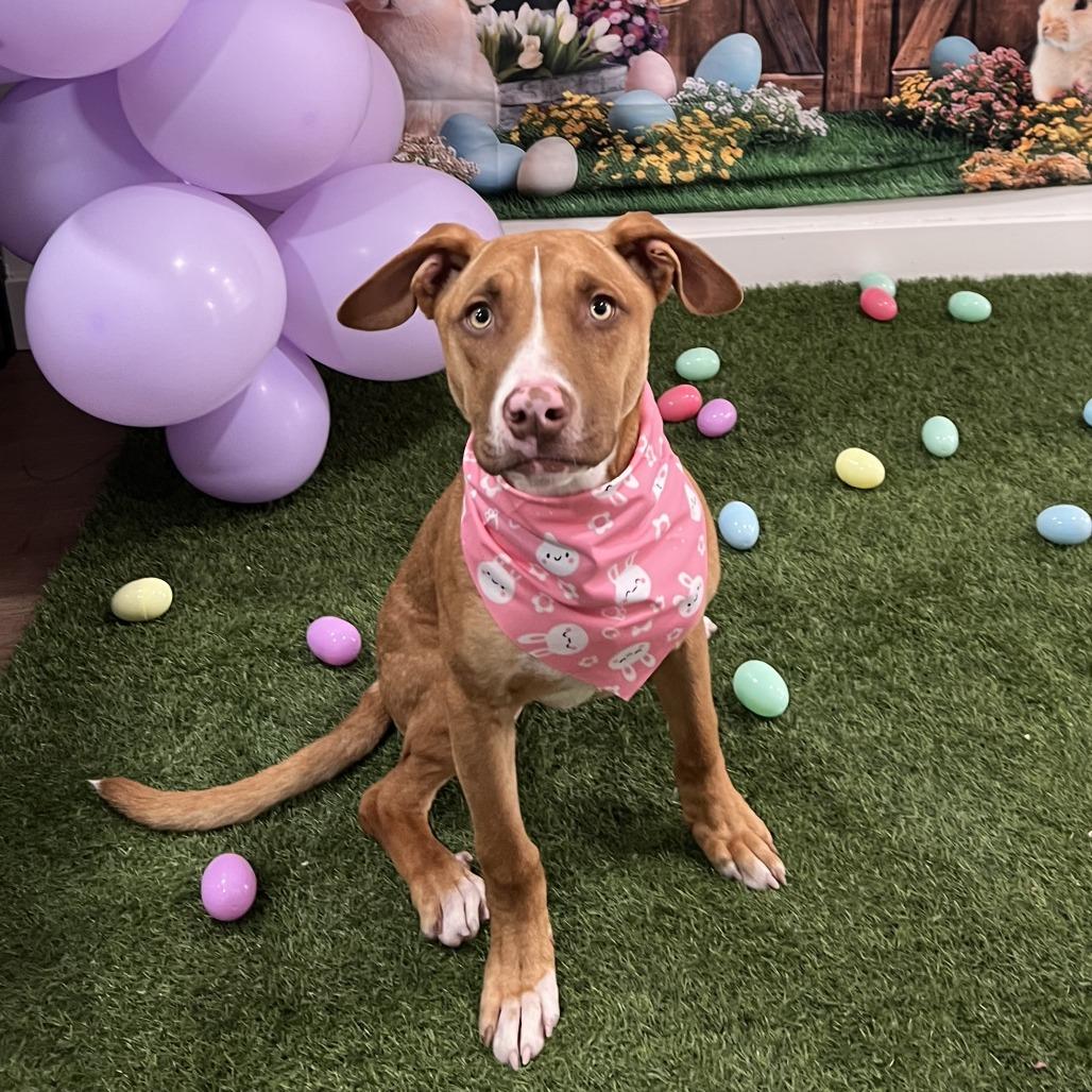 Enlarge Emerald, a Adoptable Retriever in Brooklyn, NY image 4/4